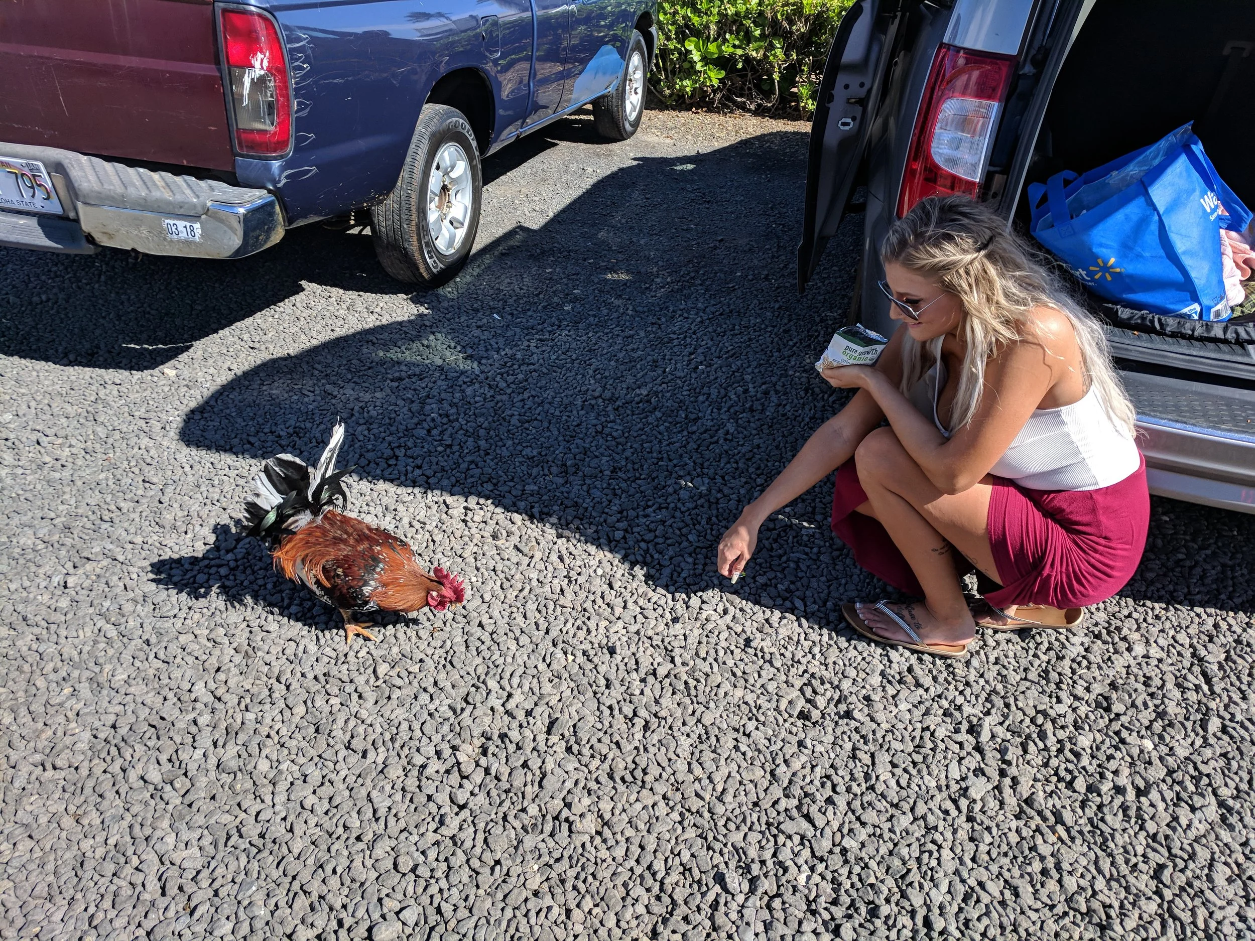 Chickens, the unofficial state bird
