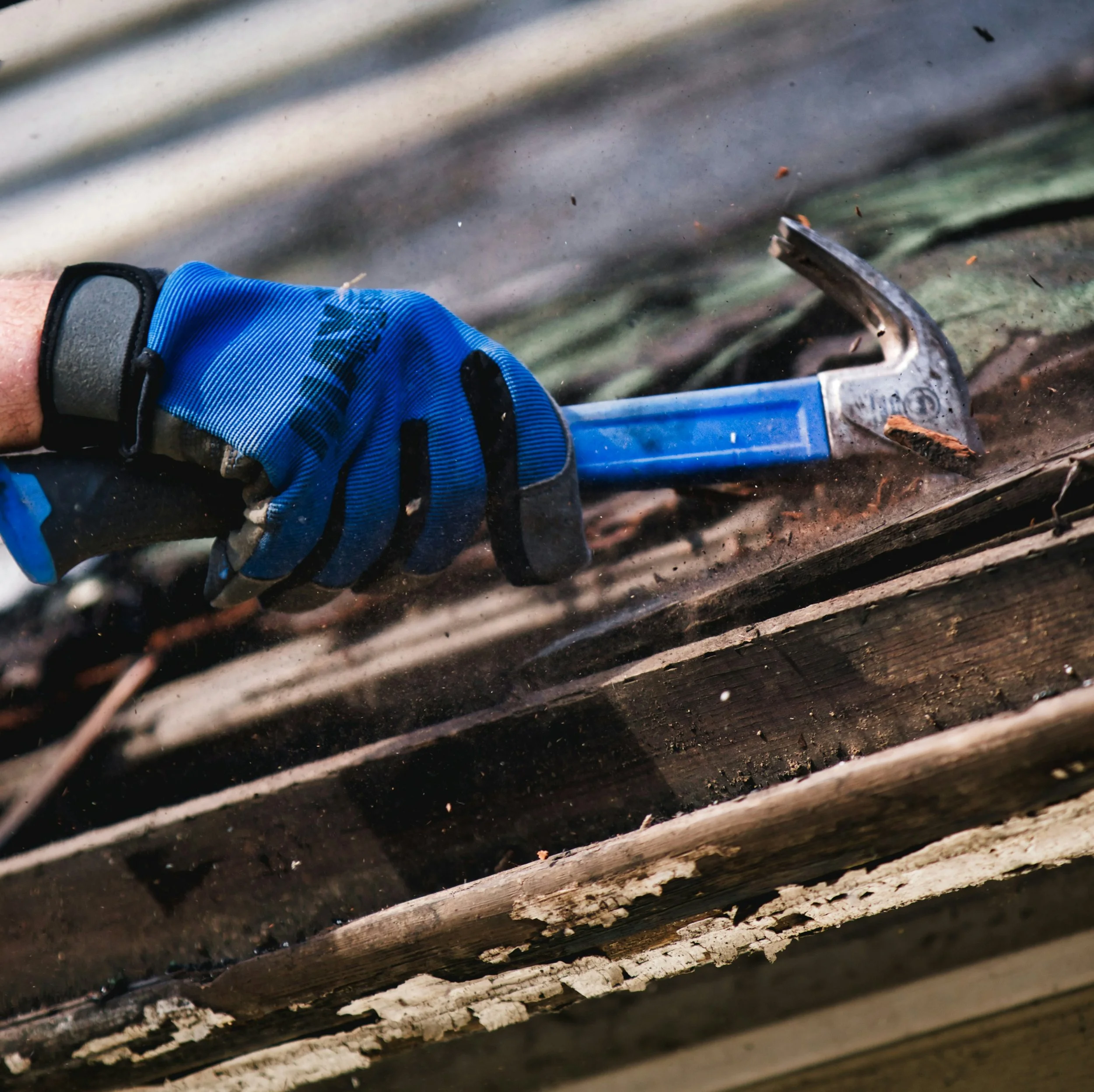 A person's hand wearing a blue work glove holding a pair of pruning shears cutting a tree branch.