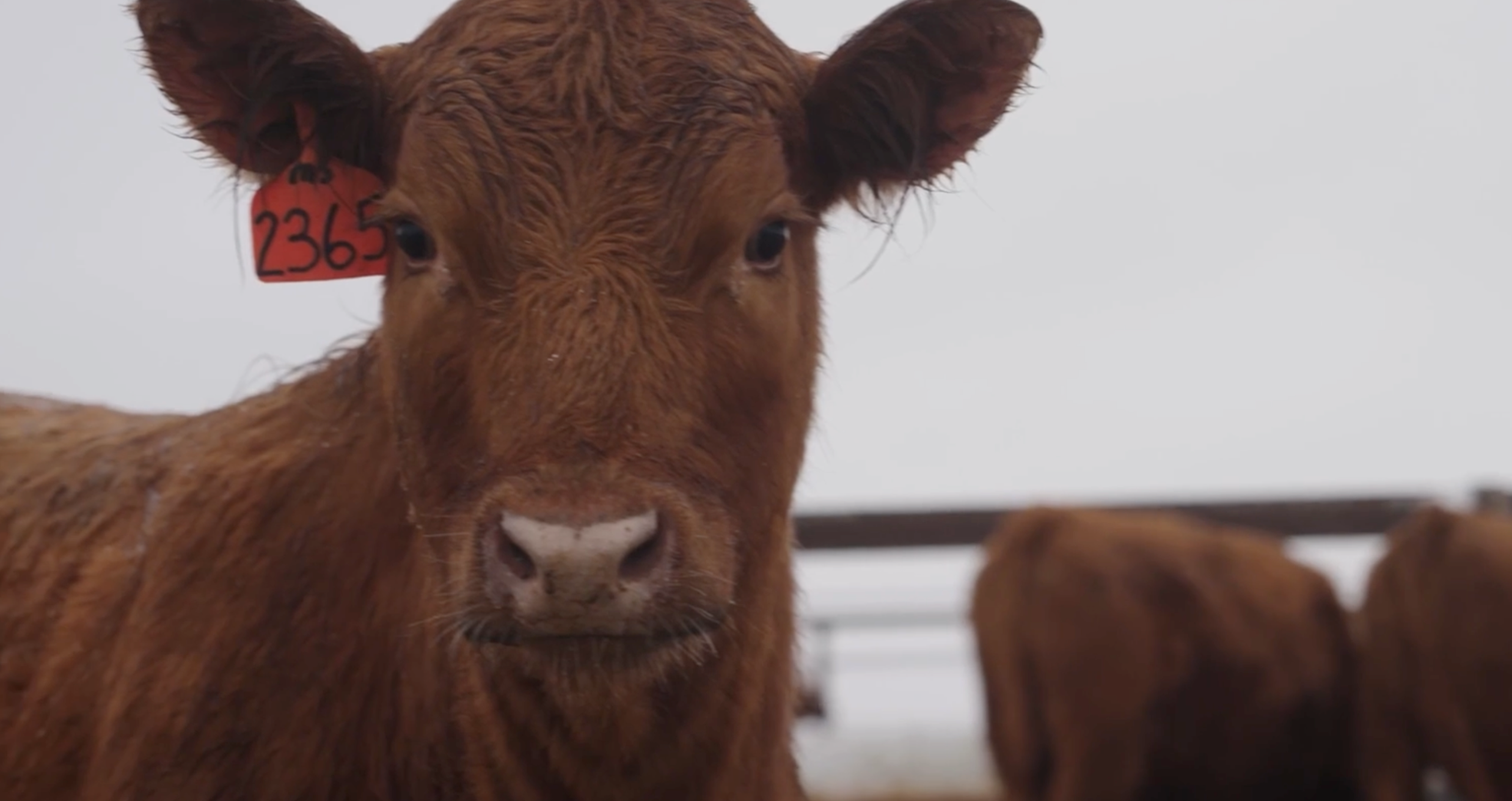 Close-up of a brown calf with a red ear tag, looking directly at the camera, in an outdoor farm setting.