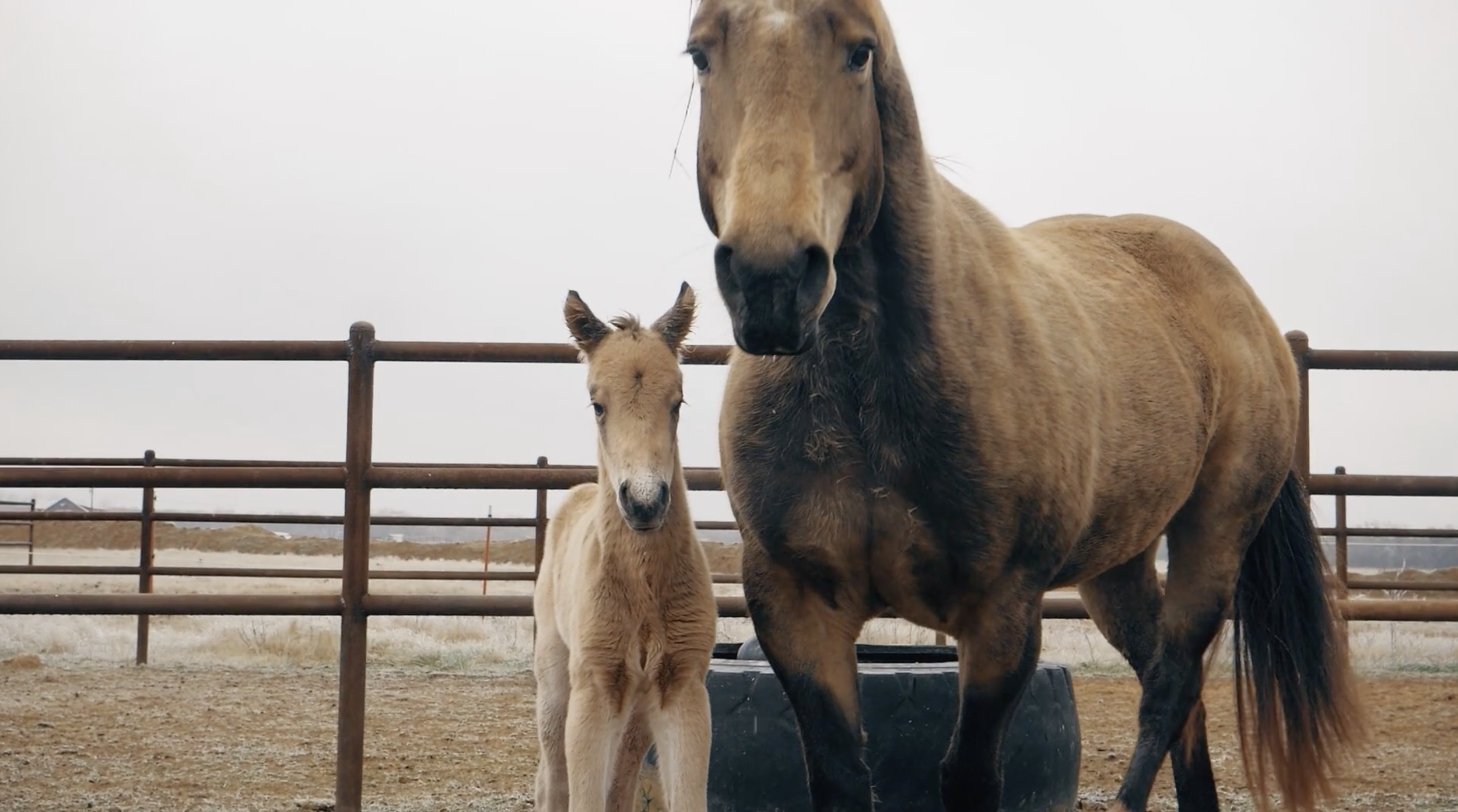 Two horses, a foal and an adult, inside an outdoor fenced enclosure against a cloudy sky.