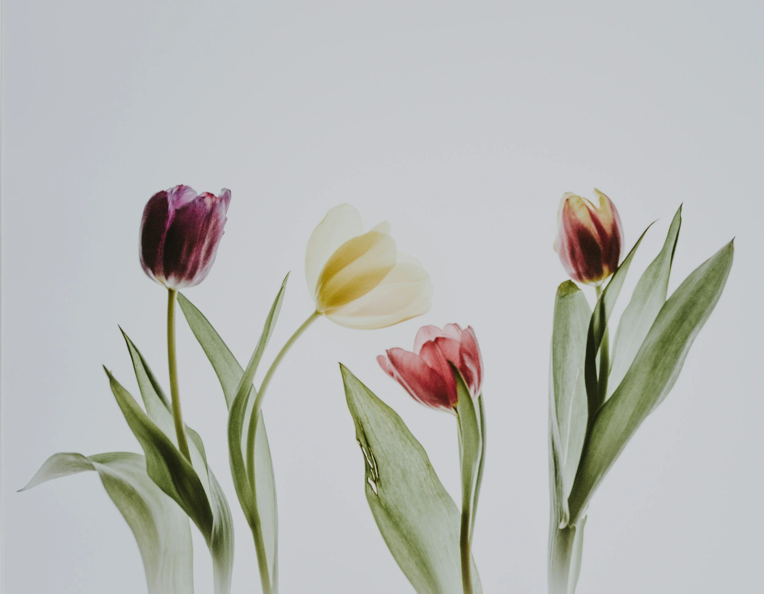 A variety of tulip flowers in different colors, including purple, yellow, and red, with green leaves, against a light background.