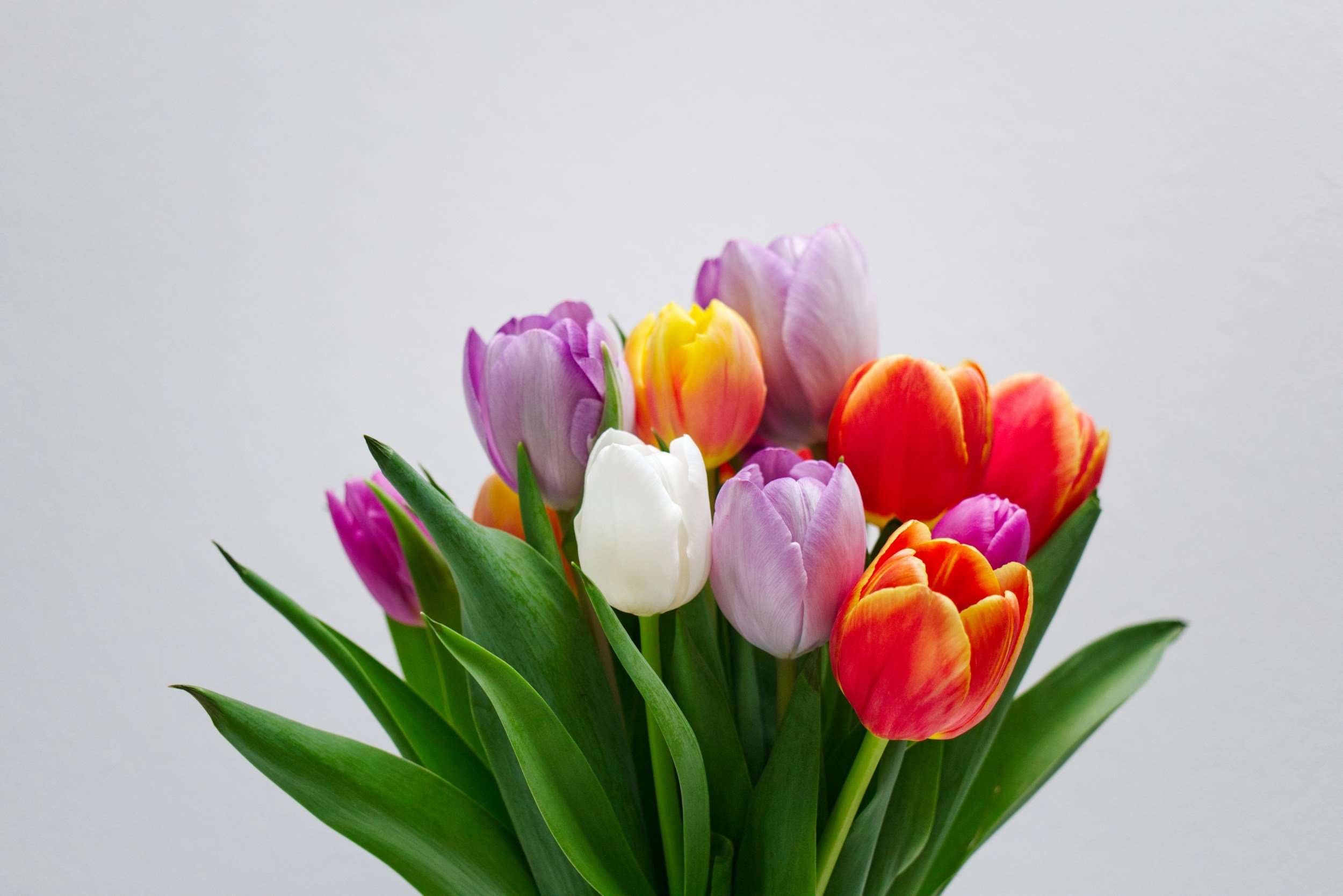 A bouquet of colorful tulips, including purple, yellow, white, pink, orange, and red, against a plain gray background.