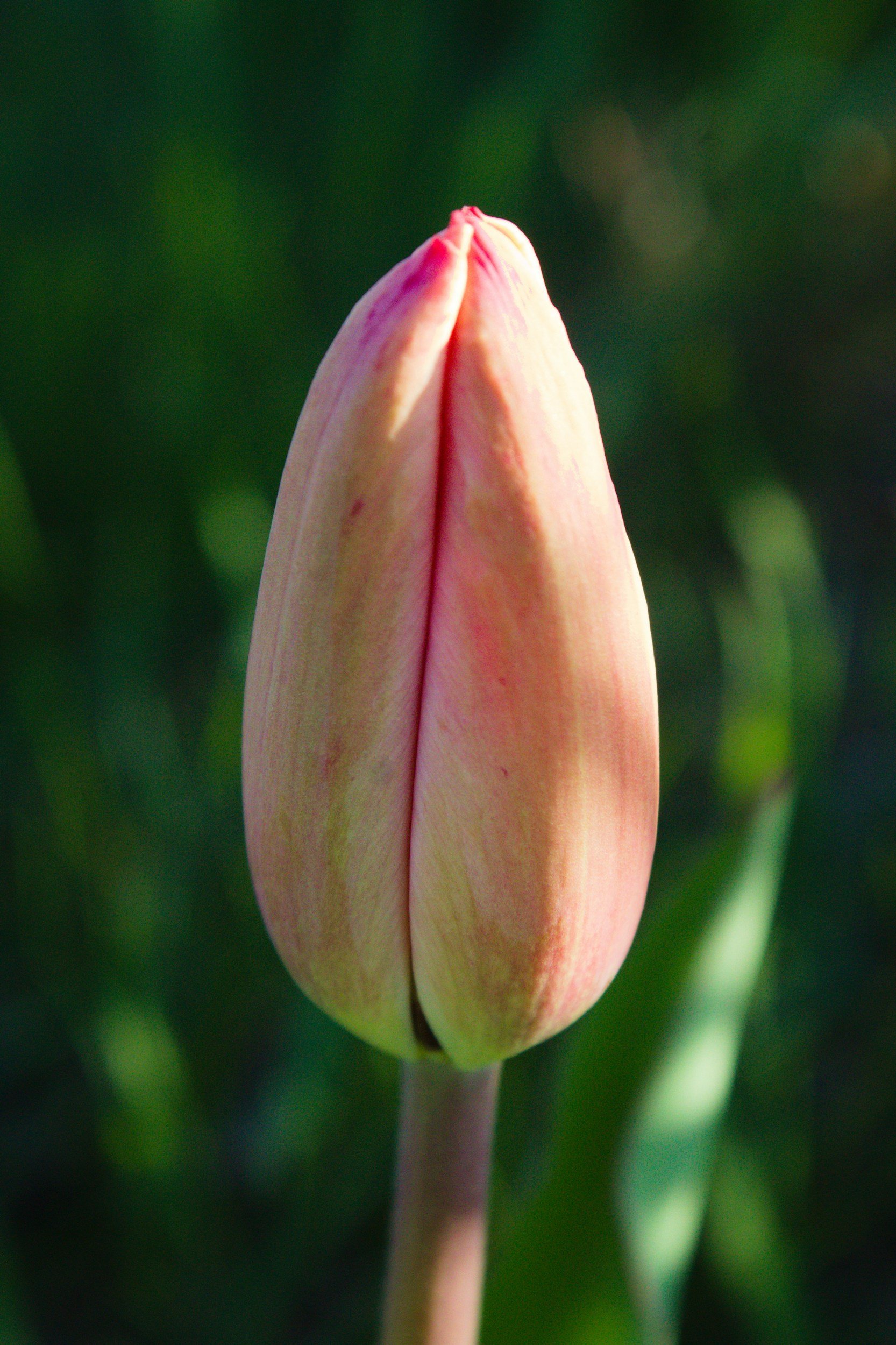 Close-up of a pink and off-white tulip bud with a blurred green background.