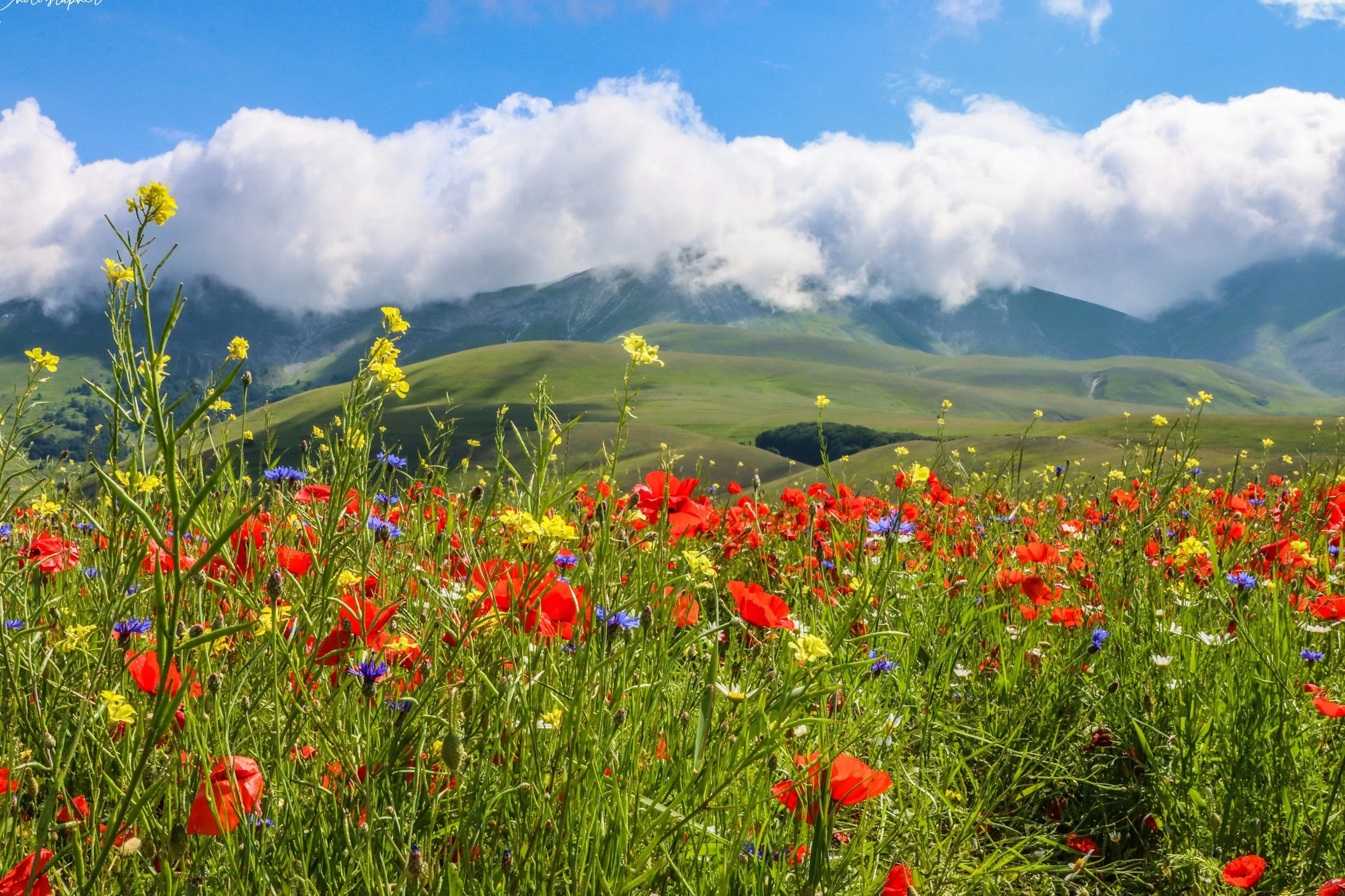 Field of colorful wildflowers in the foreground with green rolling hills and mountains partially obscured by clouds in the background.