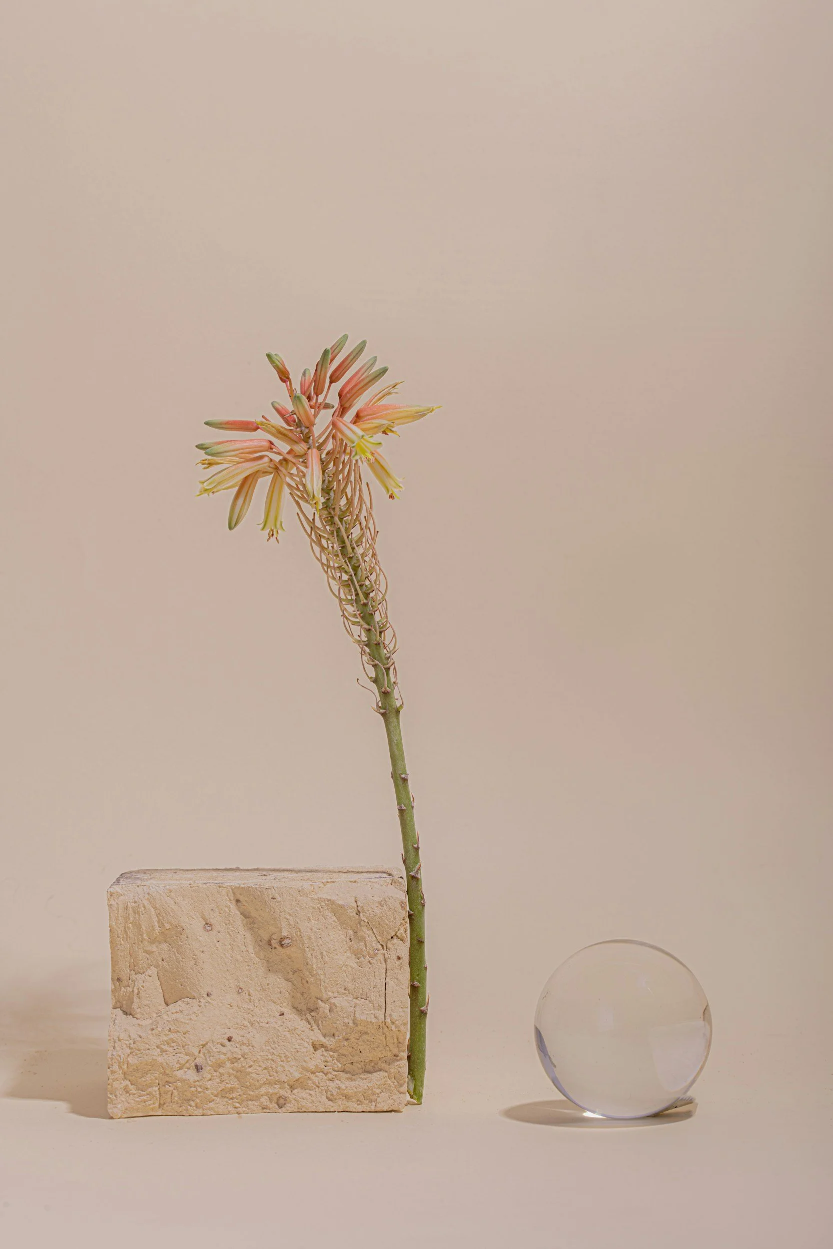 A single flower with pink and green petals is placed on a tall, rectangular stone block. To the right, there is a clear spherical object and a round glass container. The background is plain and neutral.