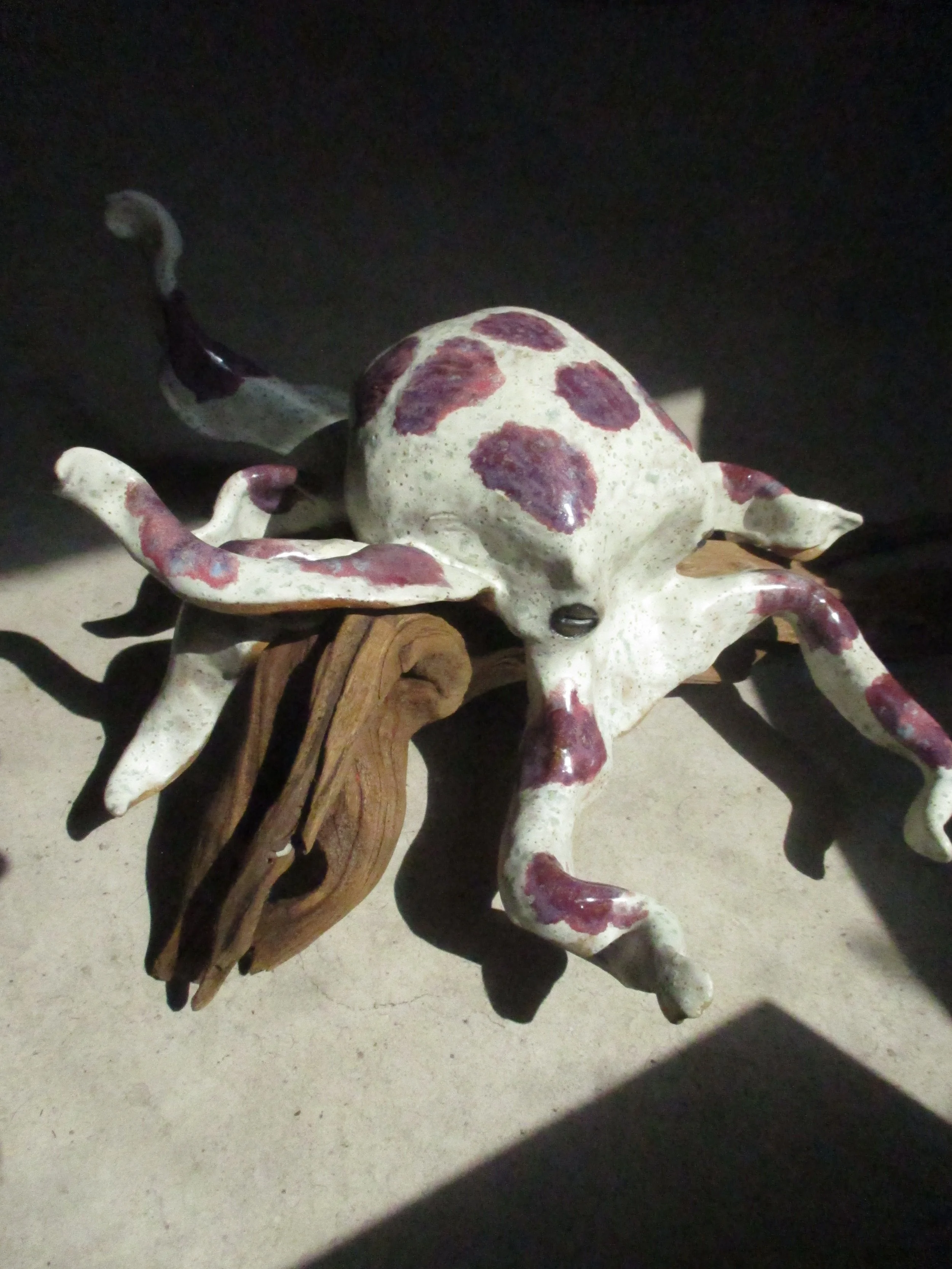 Octopus 1