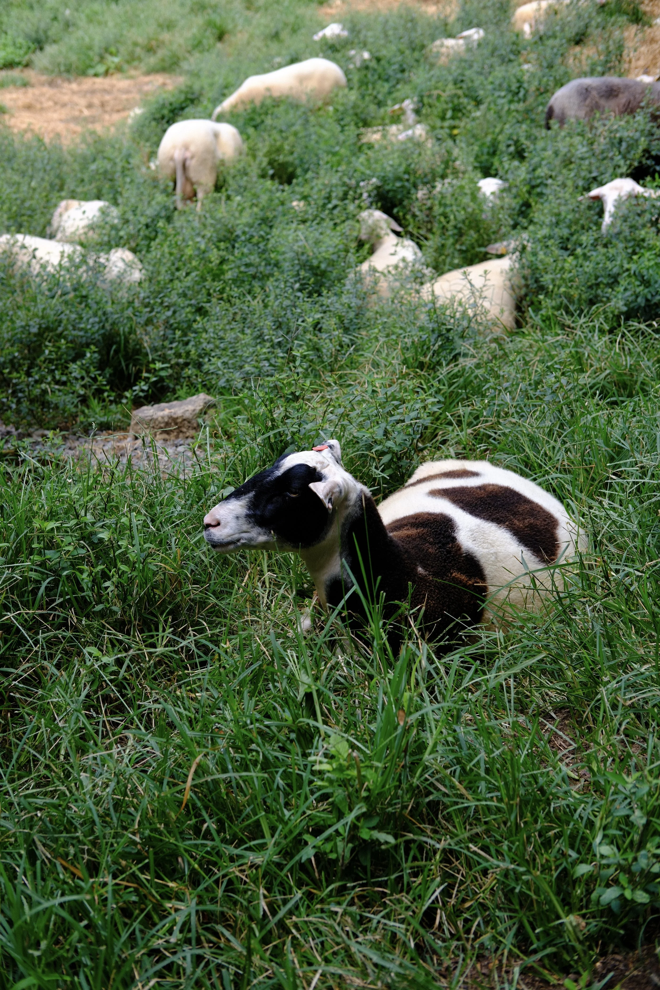 DSCF2751.jpg