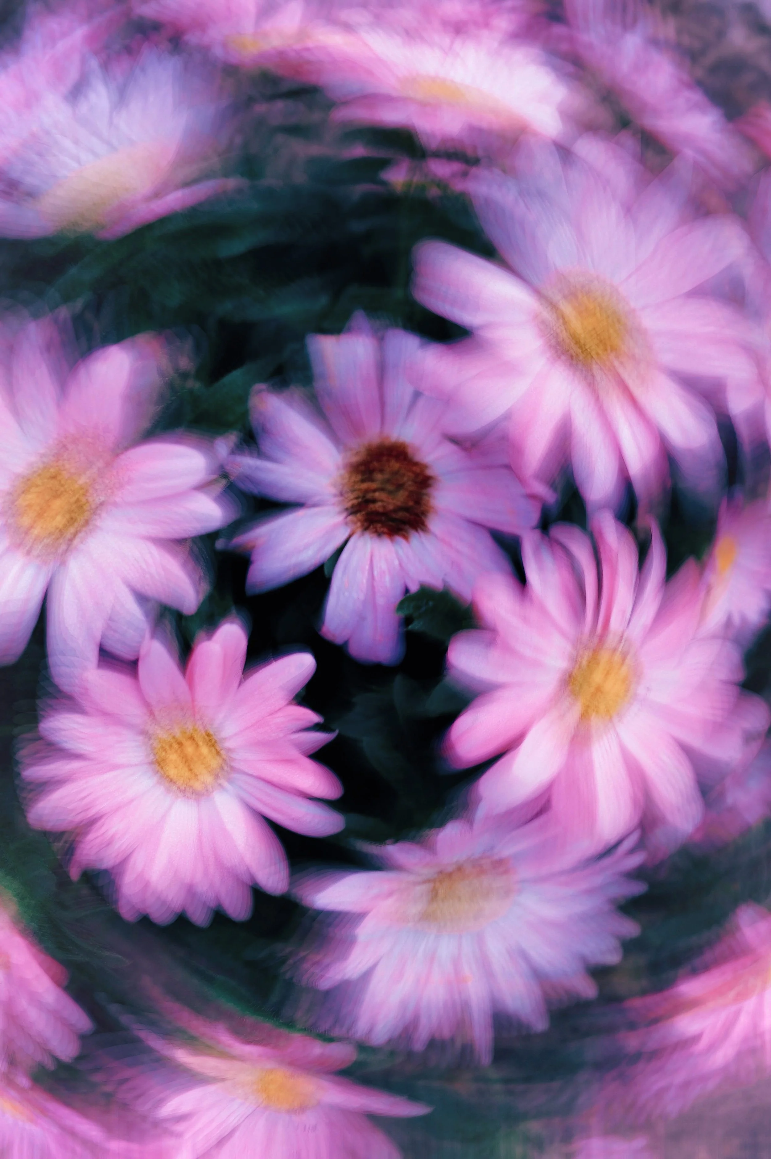Blurred close-up of pink daisies with yellow centers, creating a swirling pattern.