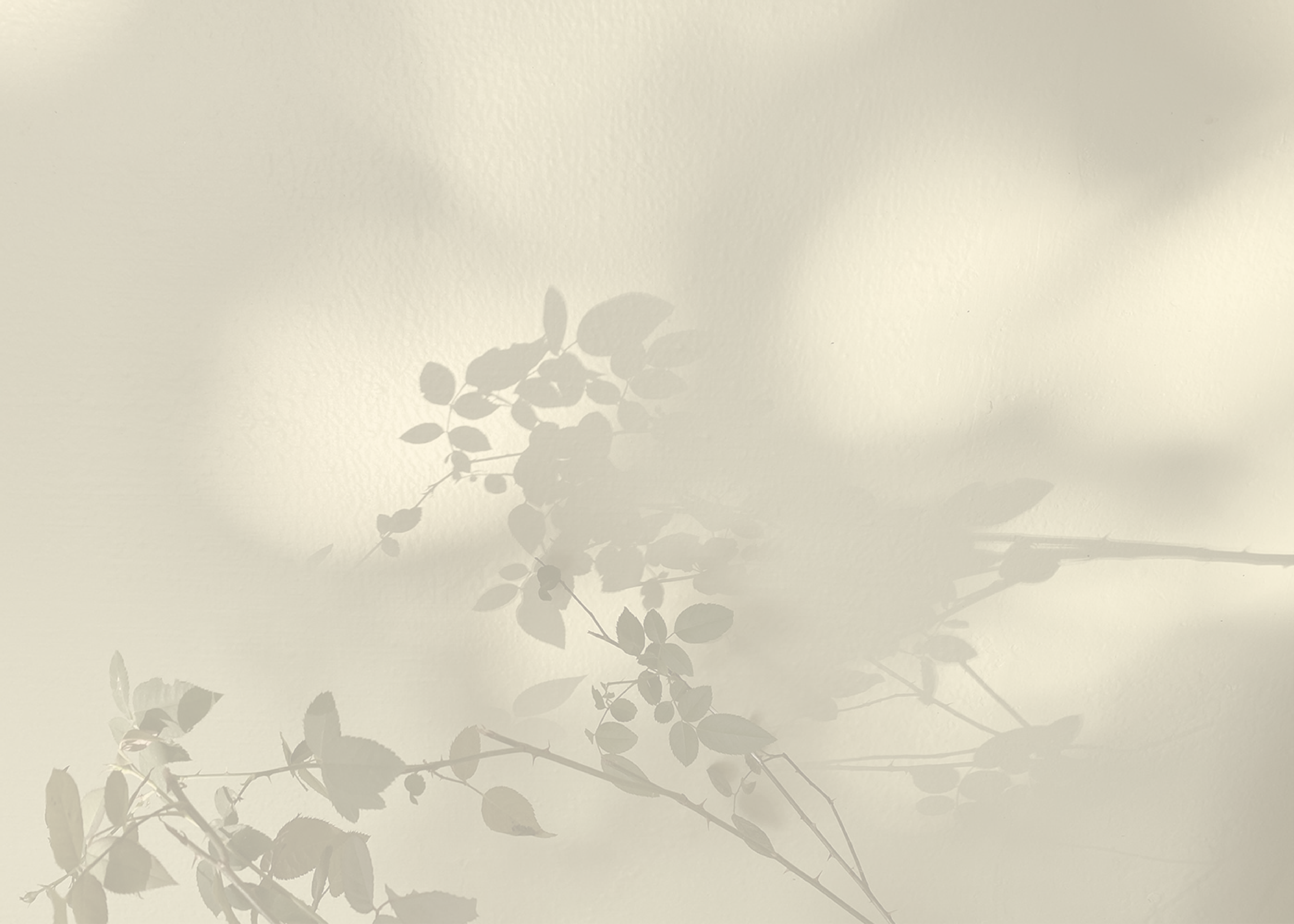 Shadow of a small leafy branch on a light-colored wall or ceiling, with soft natural light.