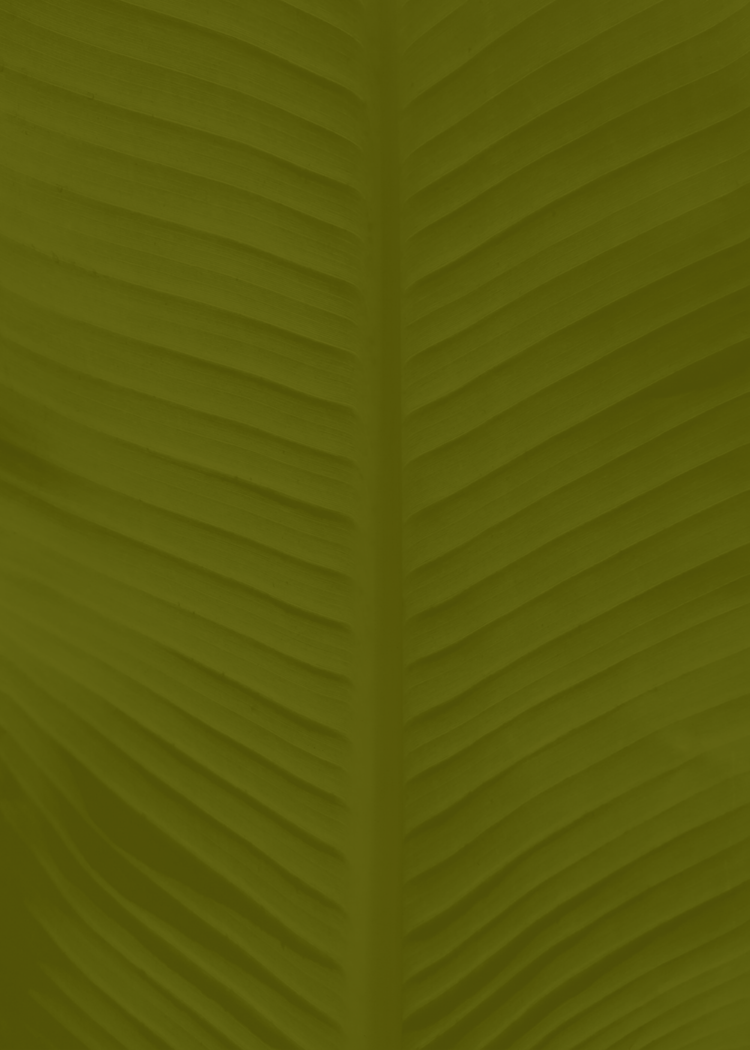Close-up of green leaf showing the central vein and parallel veins.