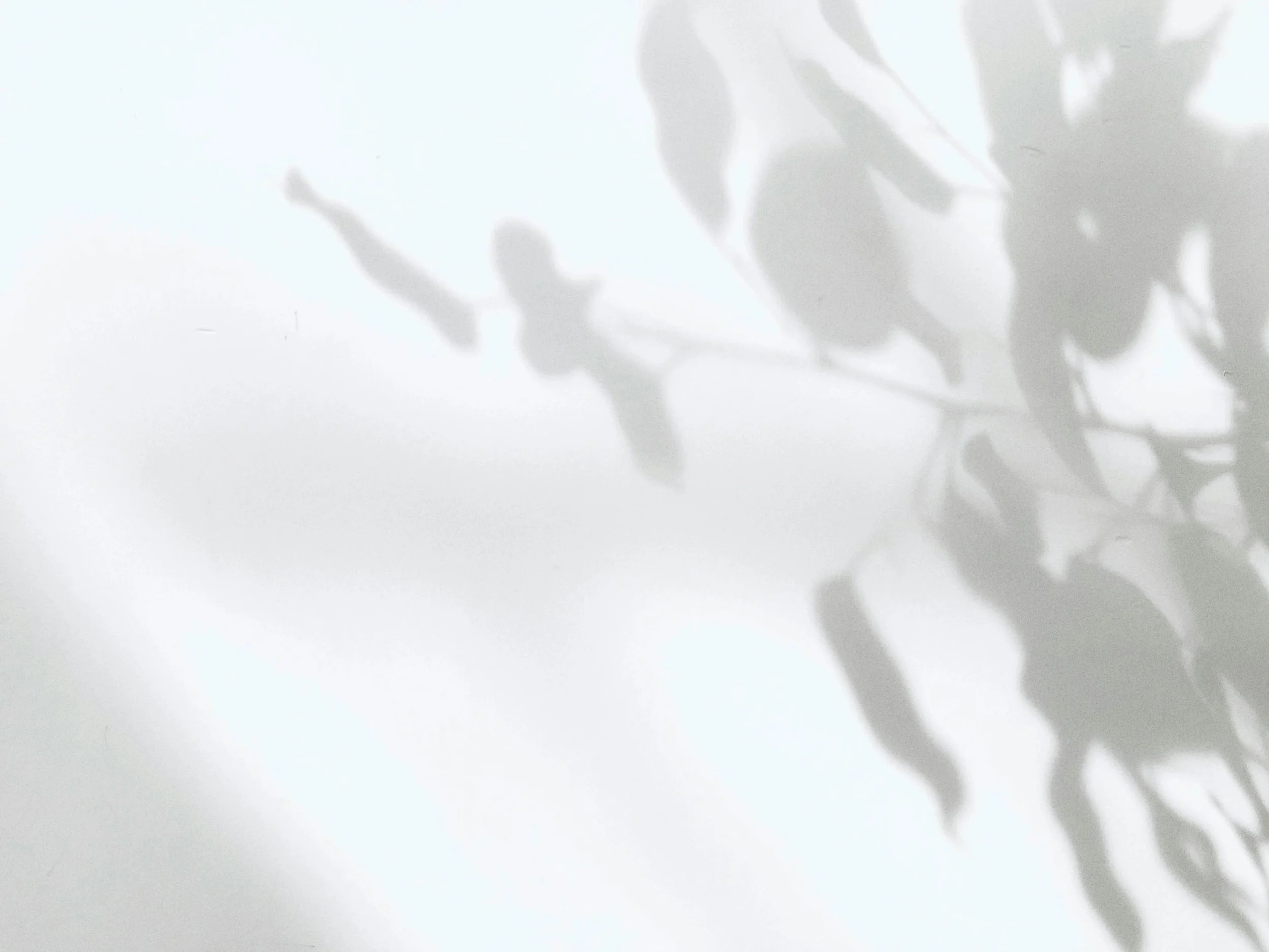 The image shows the shadows of leaves and branches cast on a white surface, creating a natural and artistic pattern.