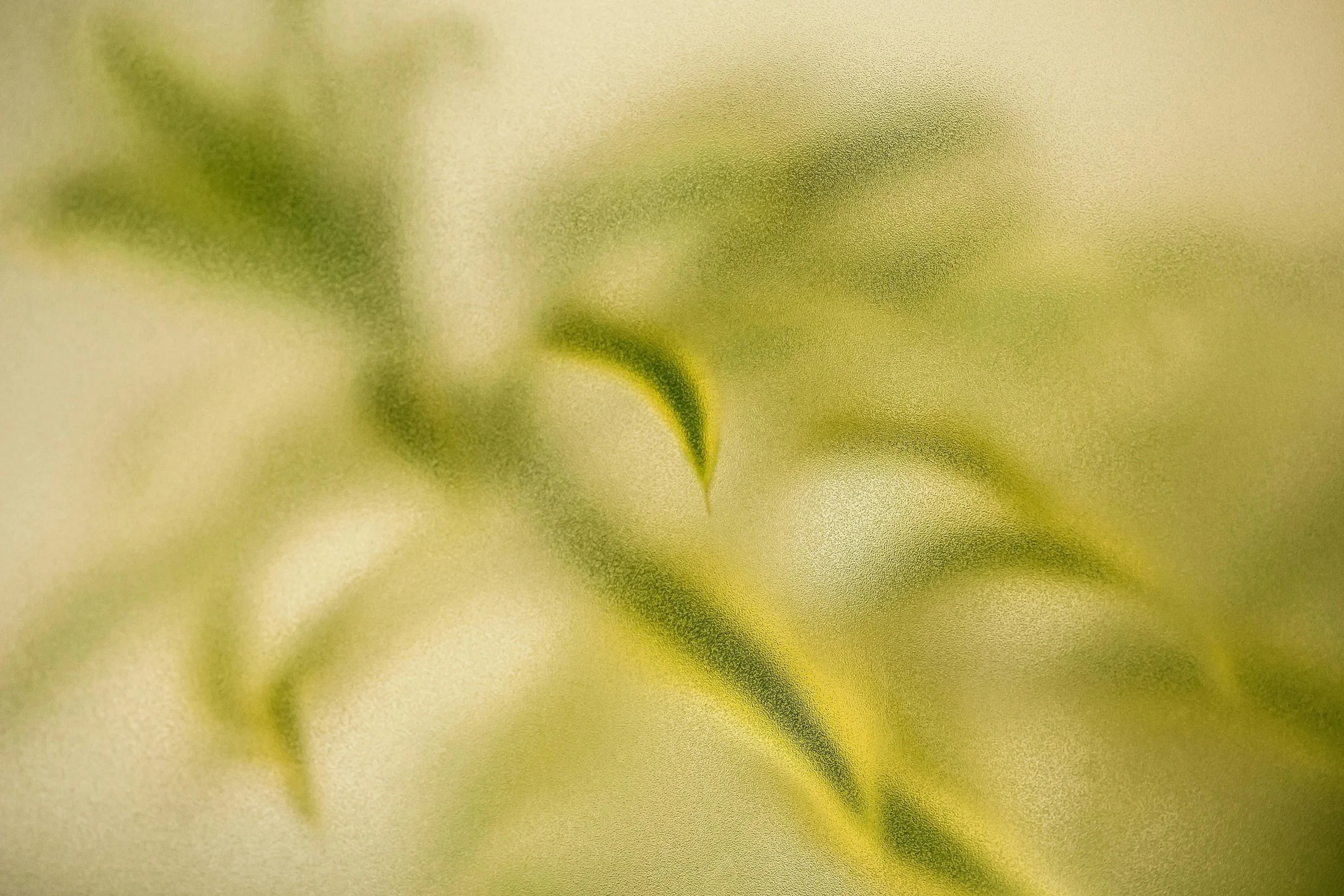 Close-up of a small, green sprout with a blurred yellowish background.