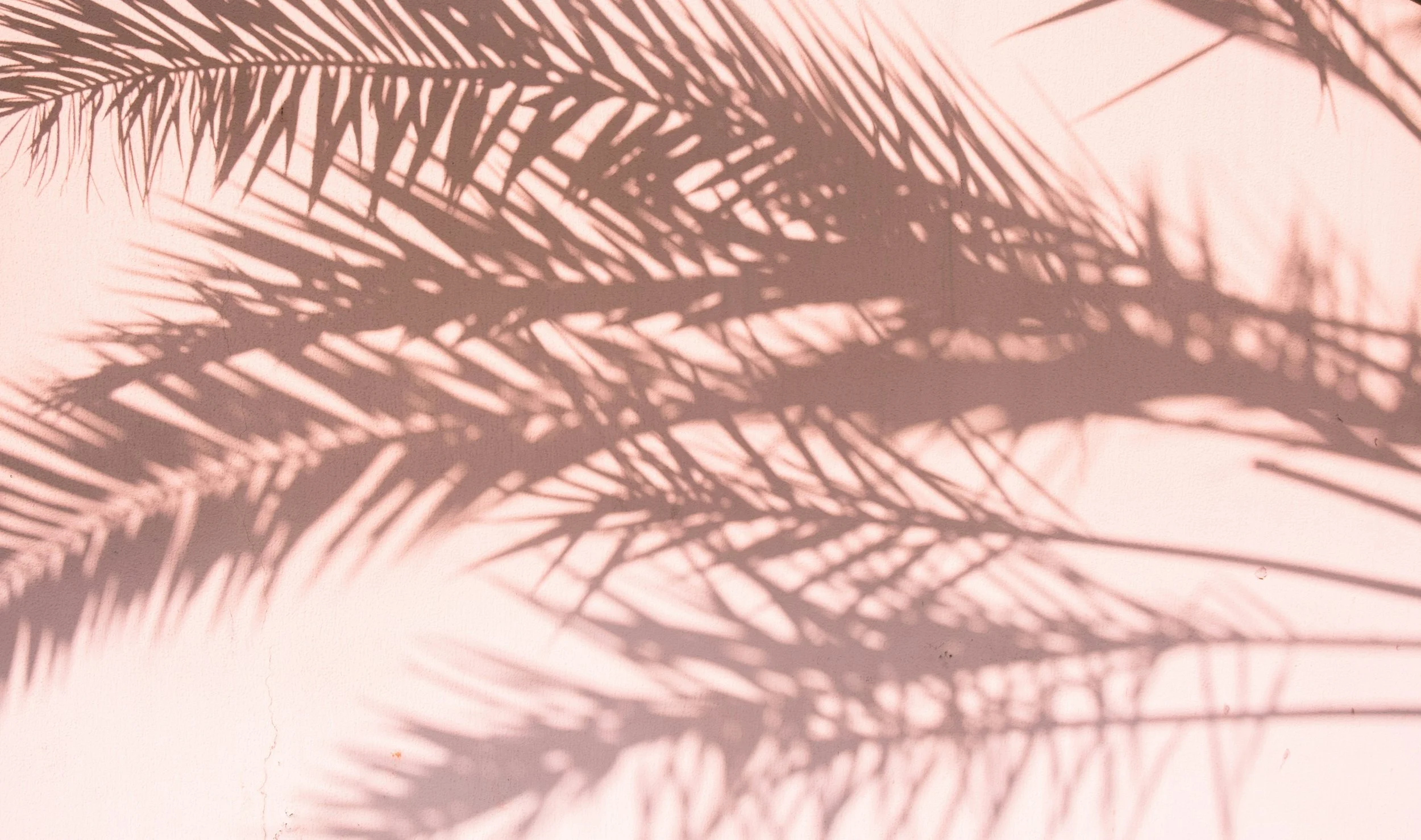 Shadows of palm leaves cast on a light pink wall, creating an abstract pattern.
