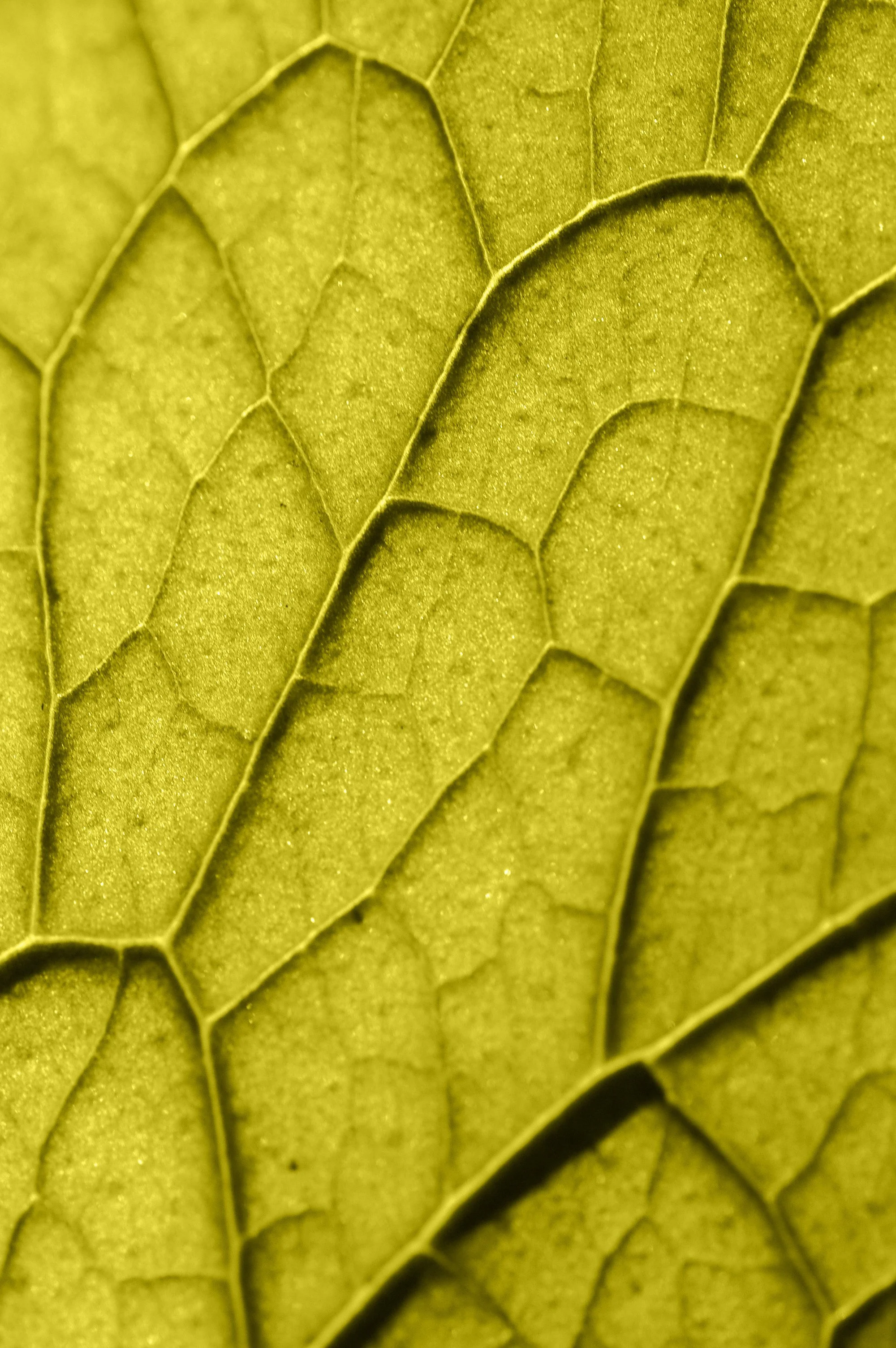 Close-up of a green leaf showing its veins and texture.