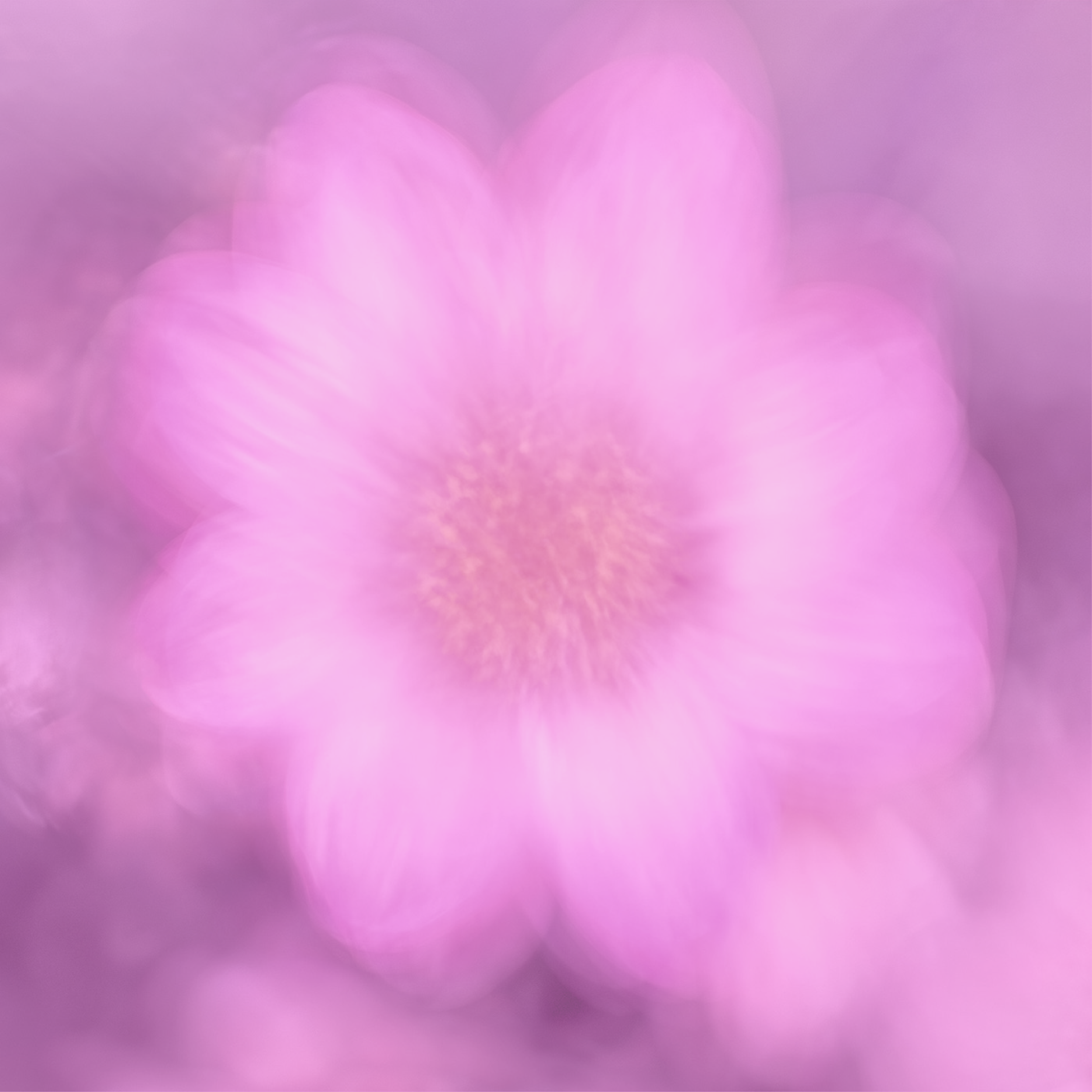 Pink and purple bokeh light background with blurry circular light spots.