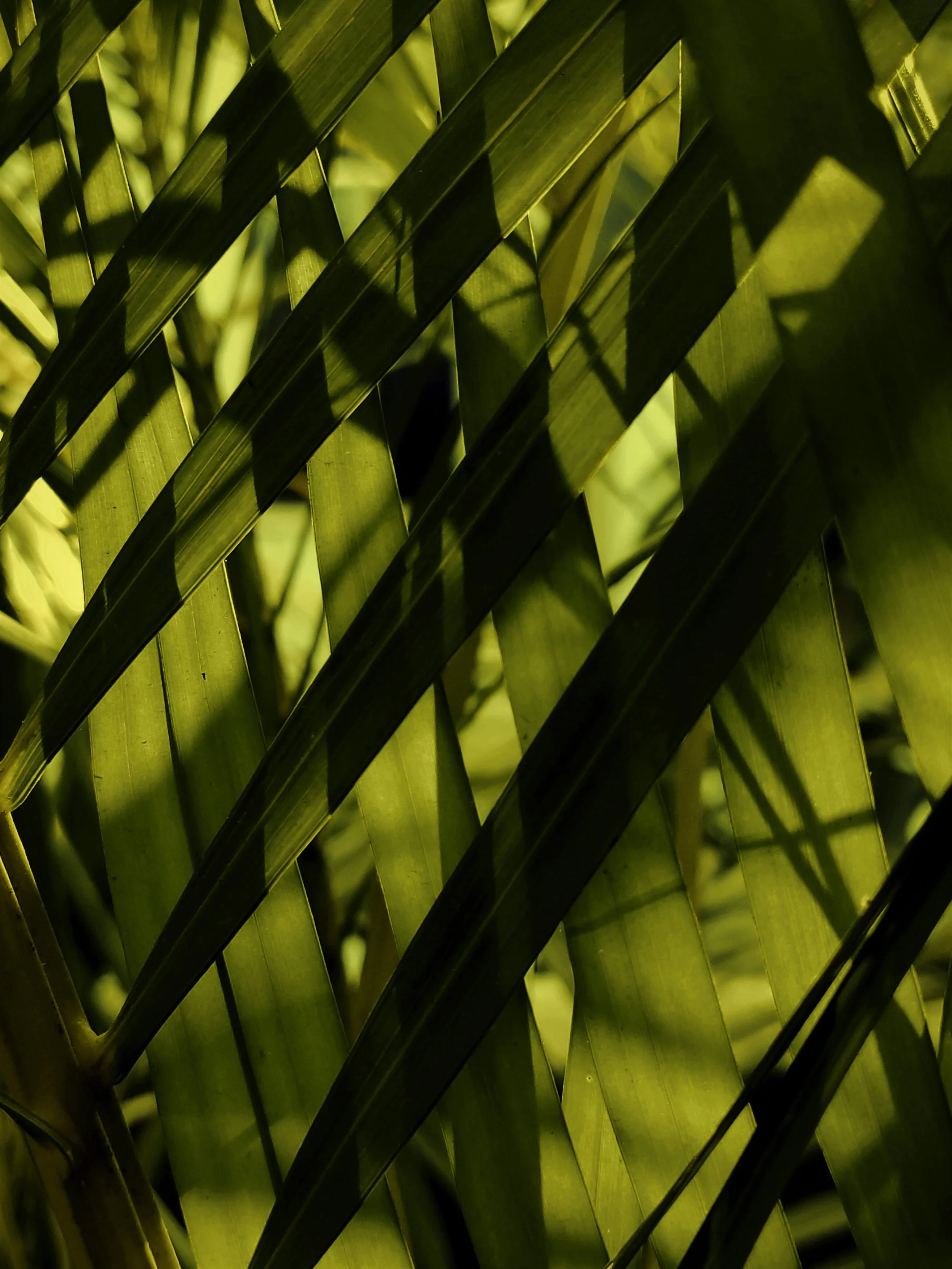 Close-up of green palm leaves with shadows and sunlight filtering through.