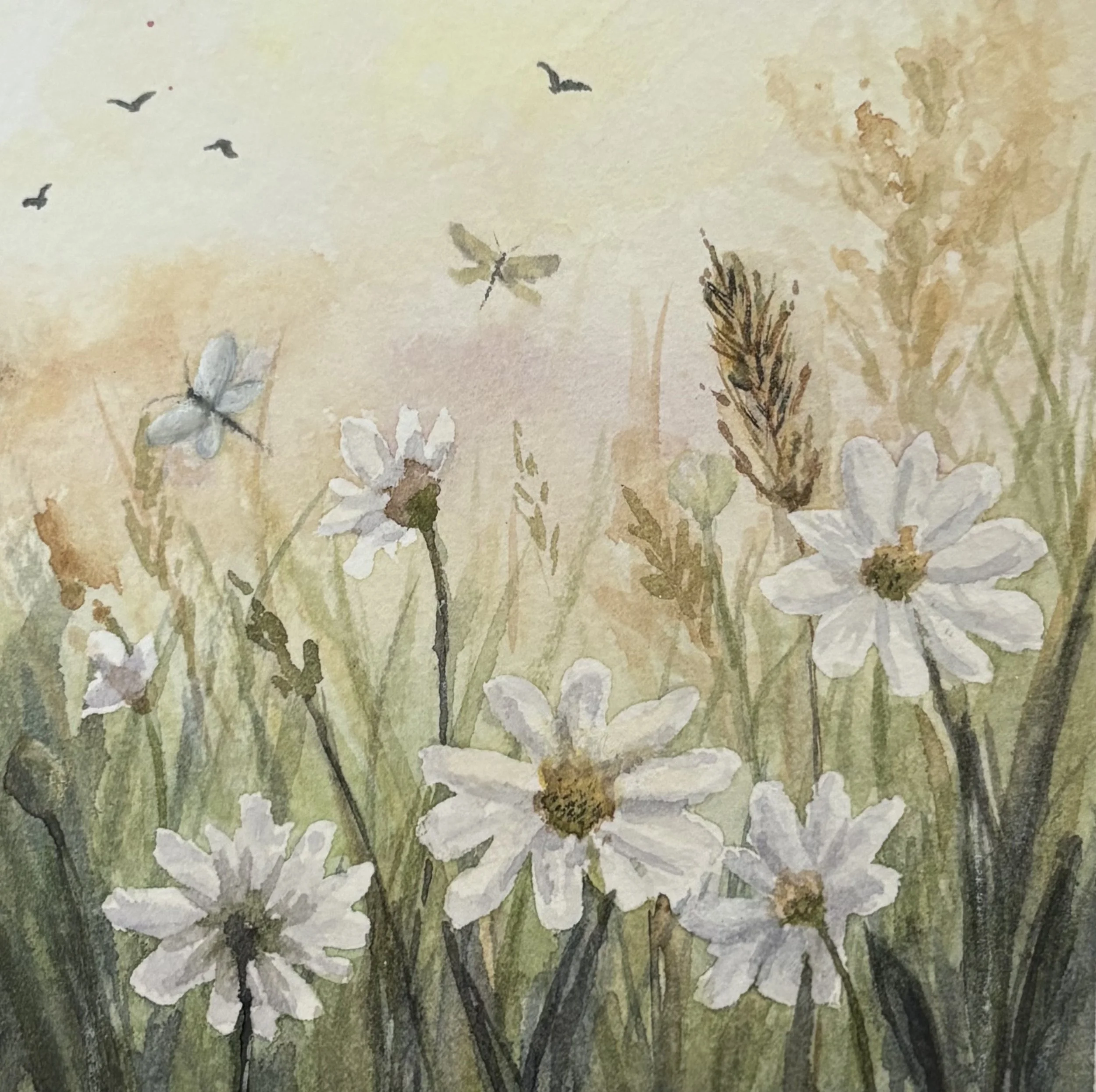 Daisy Field
