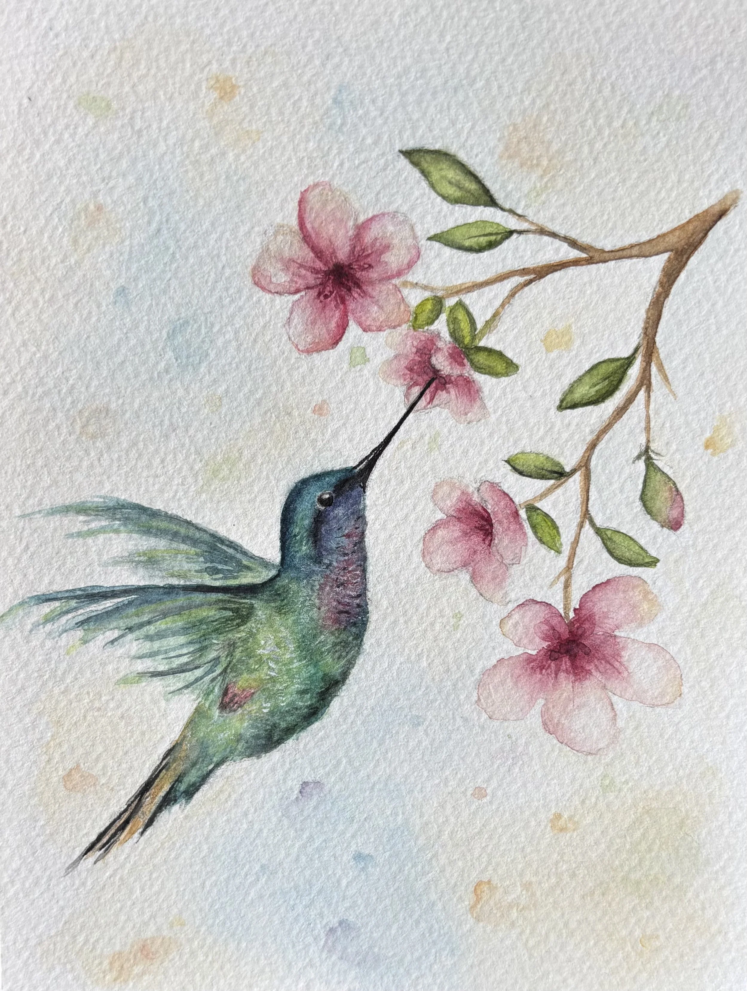 Sipping hummingbird