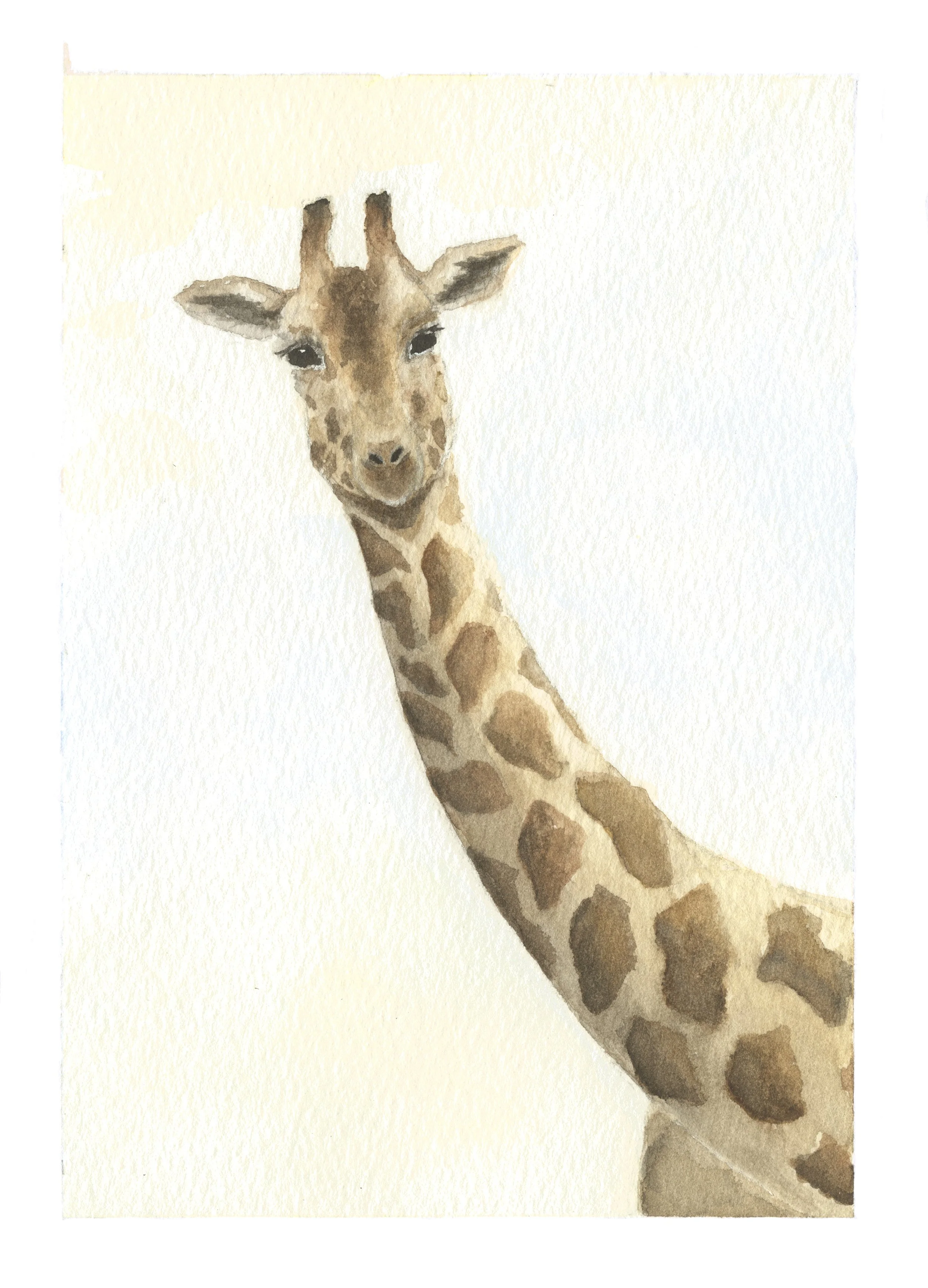 Curious Giraffe.jpg
