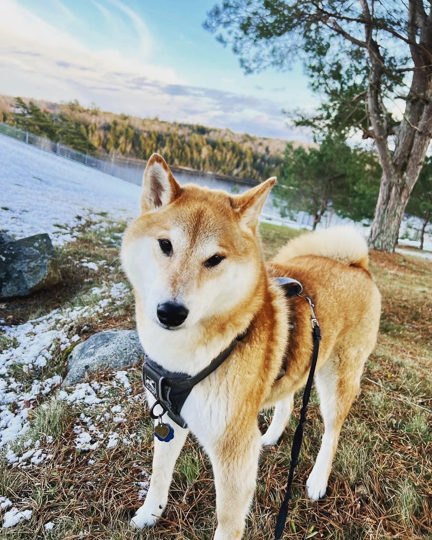 A Shiba Inu dog with a harness and leash standing outside near trees and rocks, with a landscape of hills and a partly cloudy sky in the background.