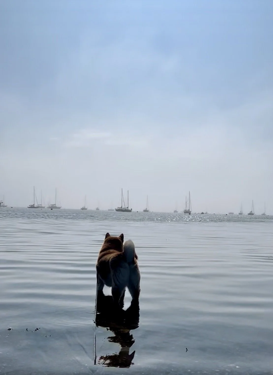 Dog standing in shallow water overlooking a harbor with sailboats under a cloudy sky.