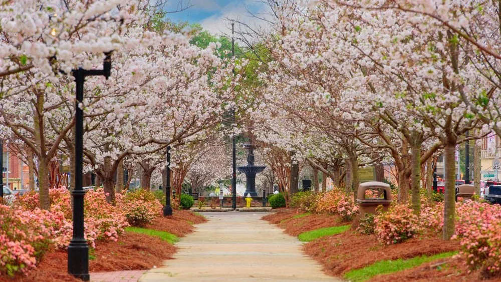 macon-ga-trees.jpeg