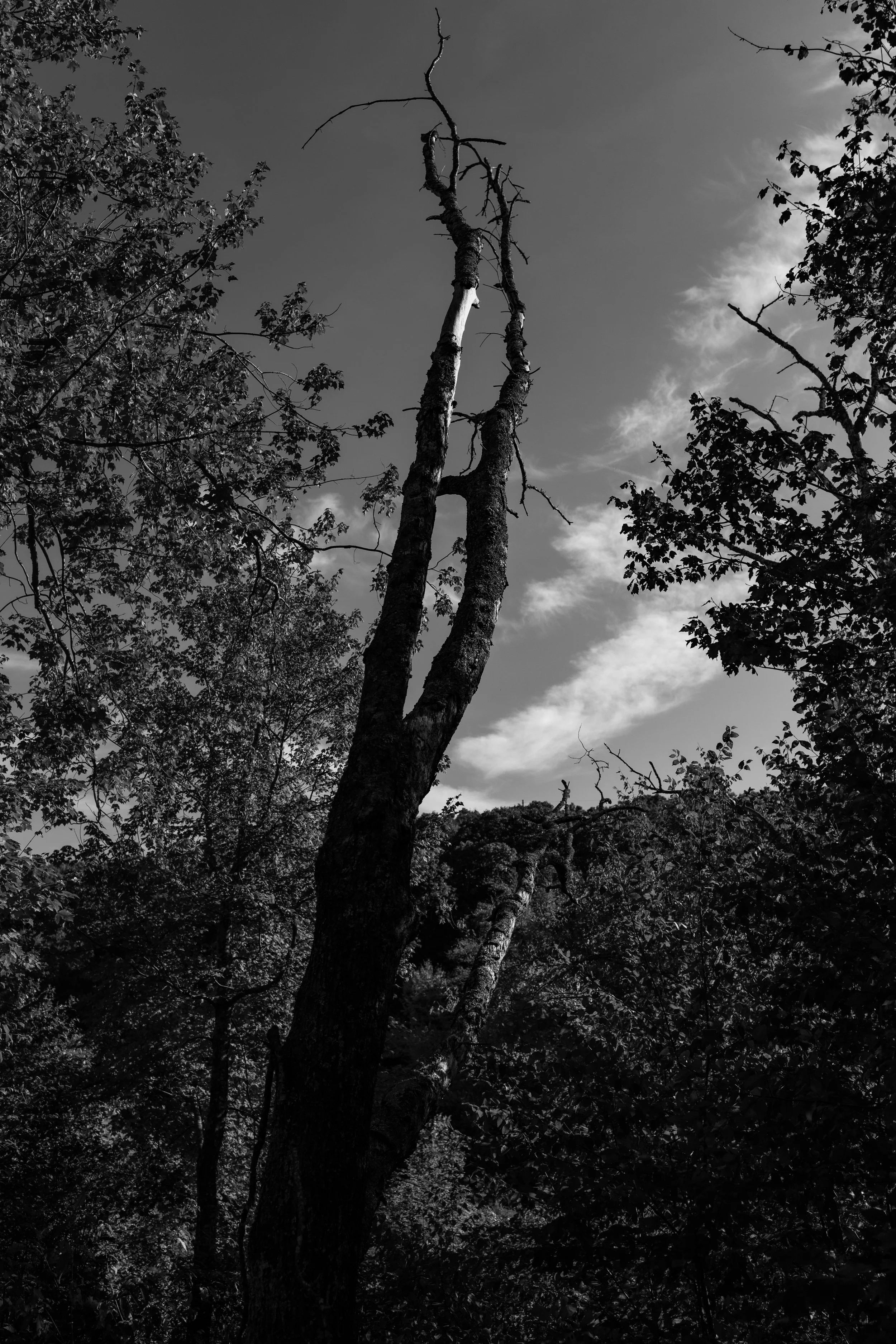 5J0A2002-Edit_Large.jpg