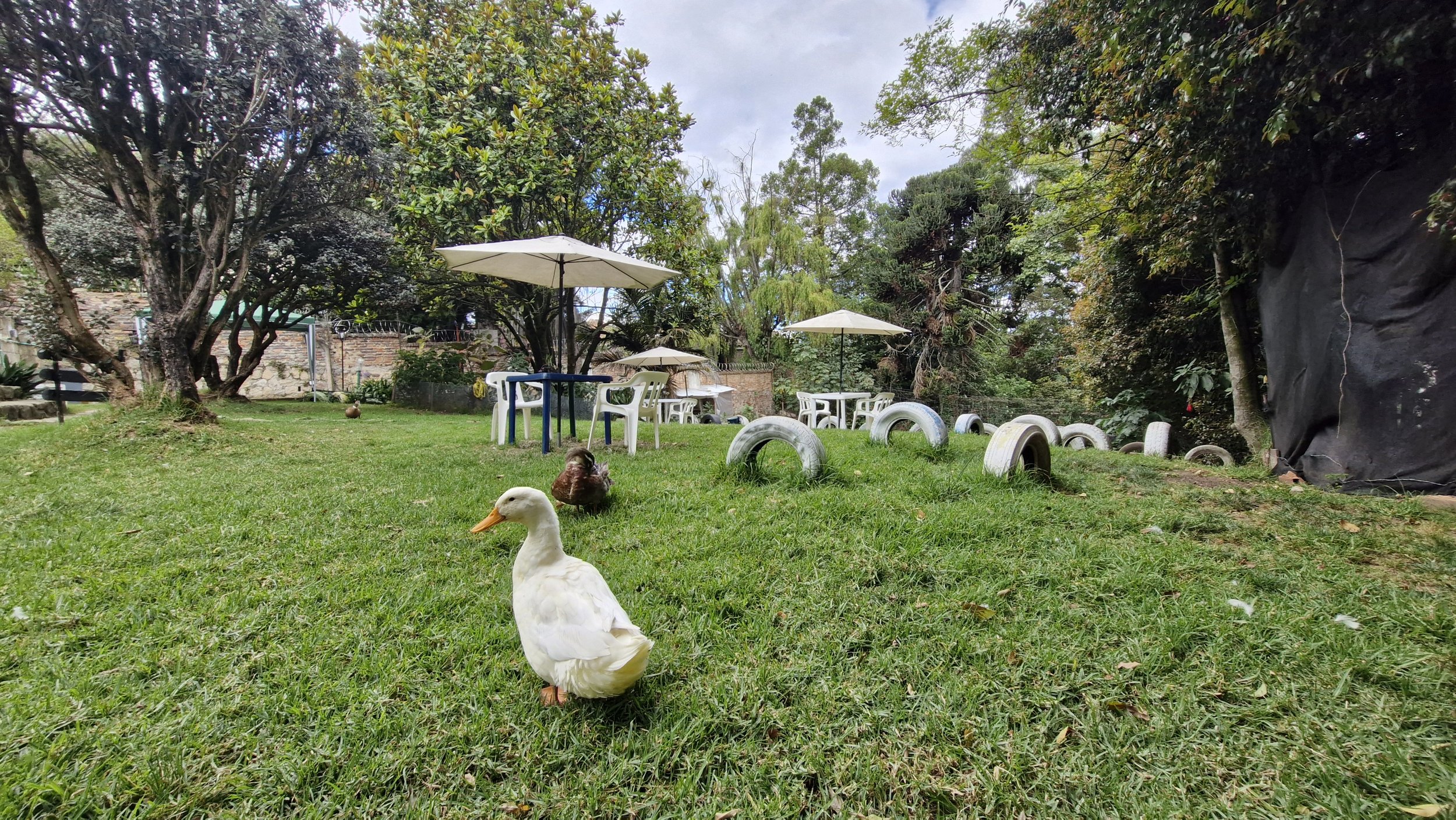 Un jardín con varios árboles y mesas con sombrillas blancas. En el césped hay un pato blanco y un pato marrón, con neumáticos usados apilados formando semicírculos y una cerca de piedra en el fondo.