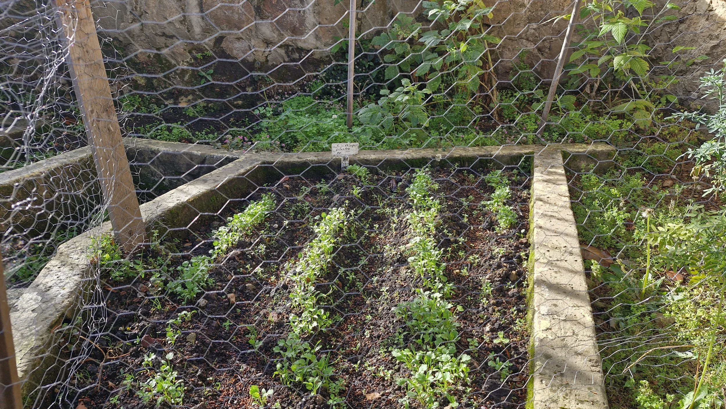 Un huerto con pequeñas plantas en crecimiento, rodeado con una malla de alambre hexagonal y cercado con listones de madera, en un ambiente al aire libre con piedra y vegetación.