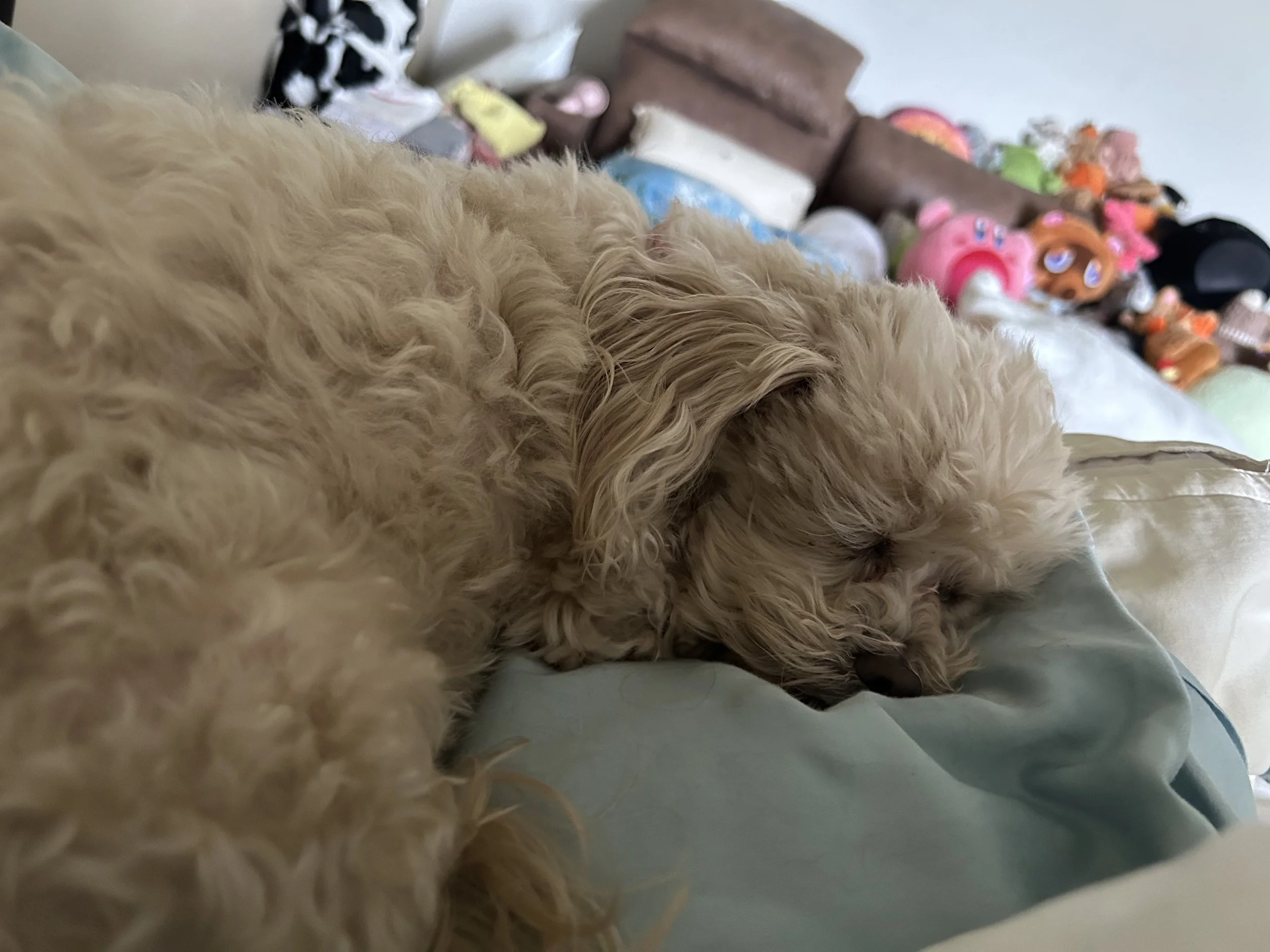 Snickers napping