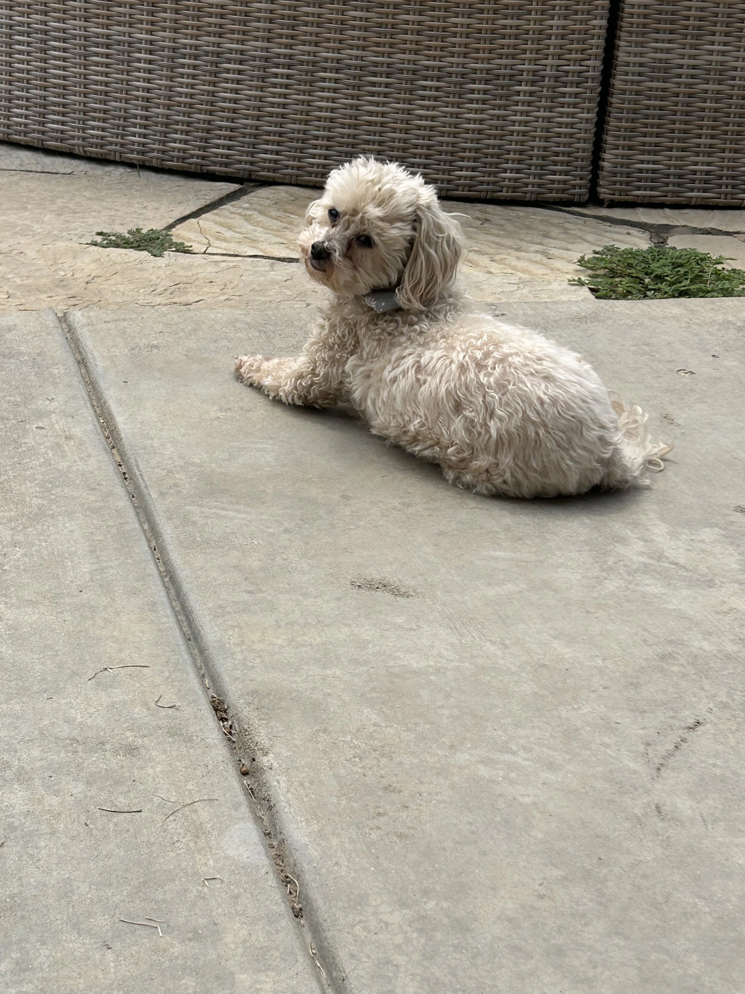 A photo of Snickers