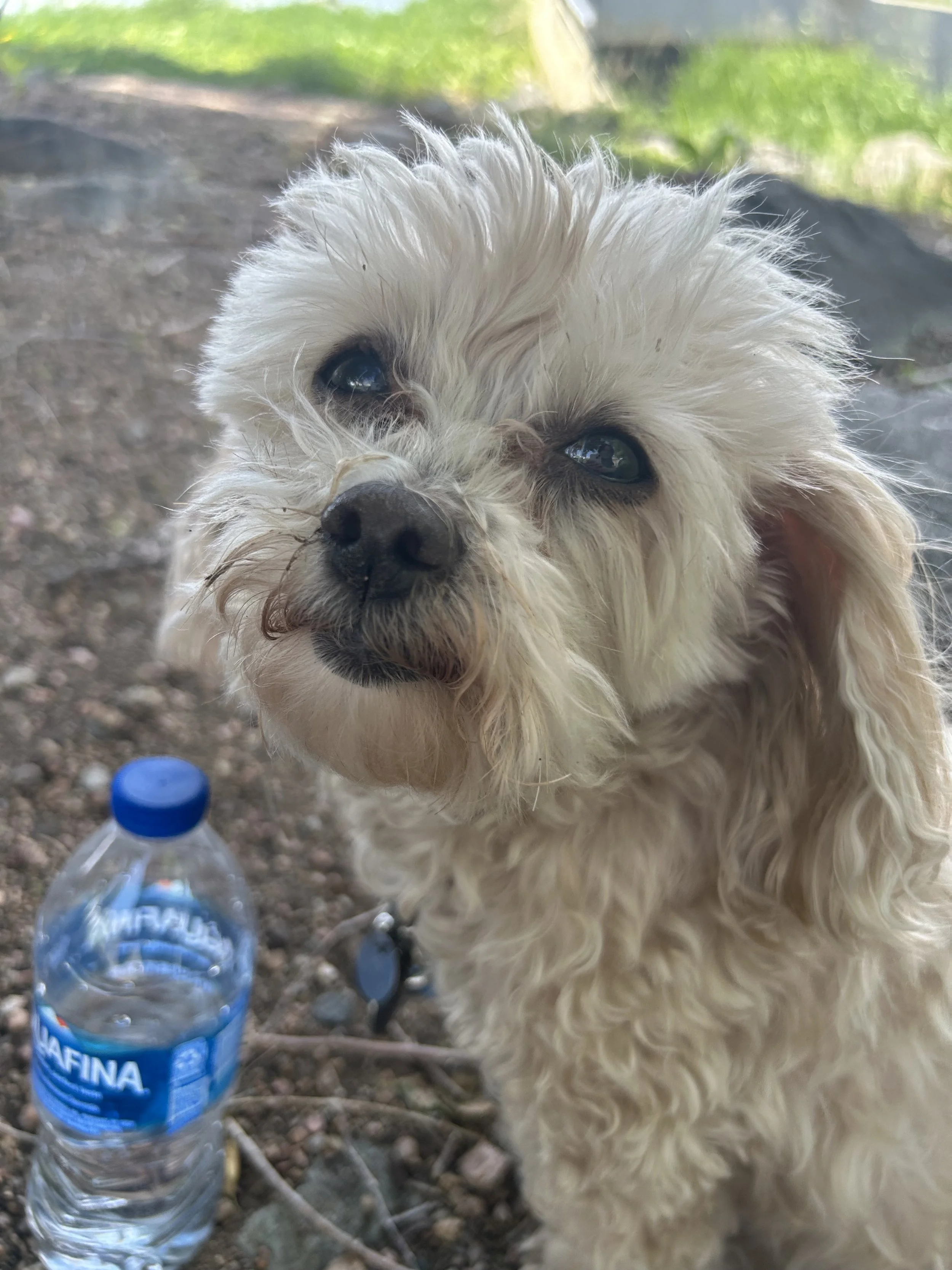 Snickers