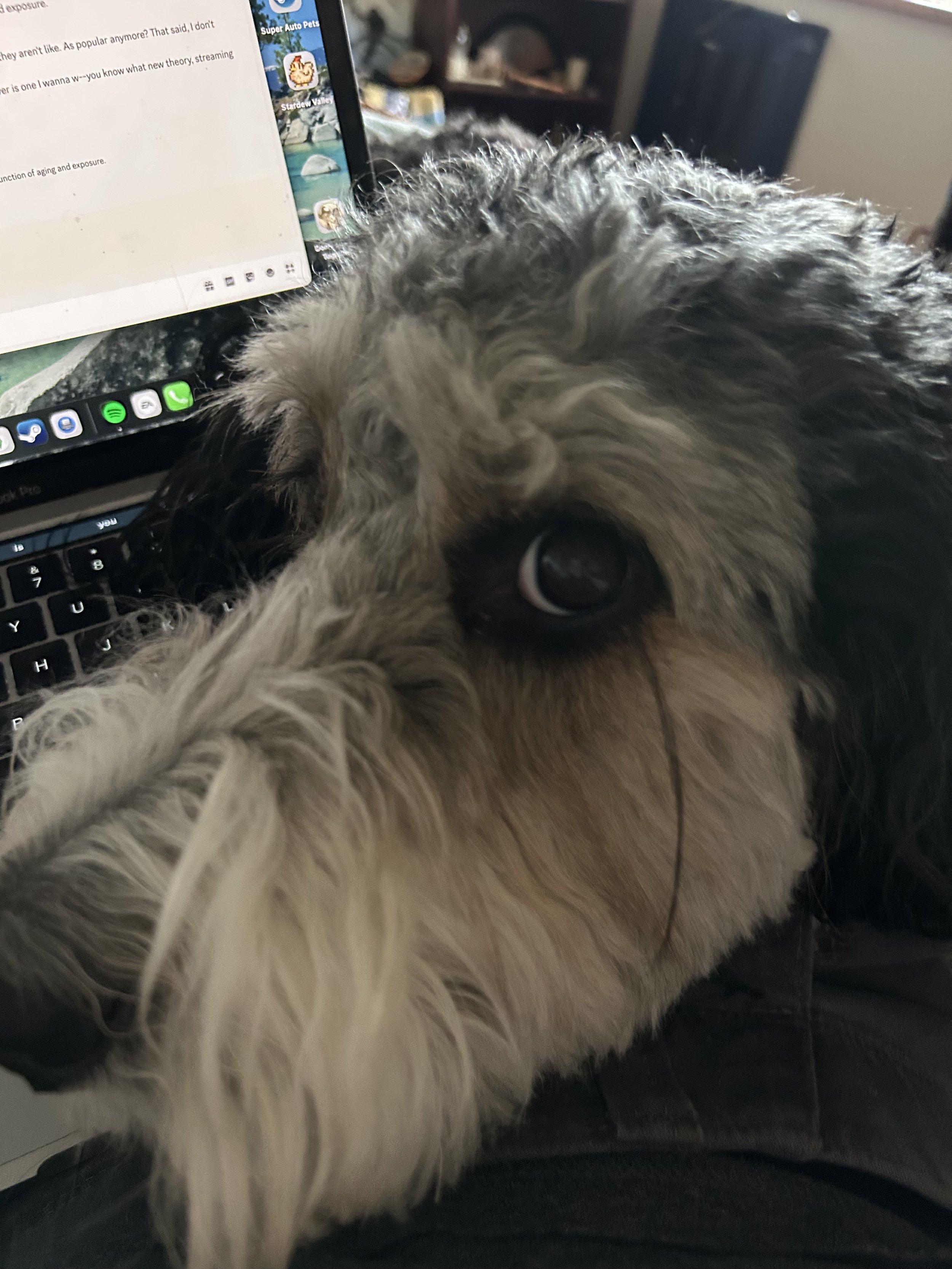Calypso helps me write!