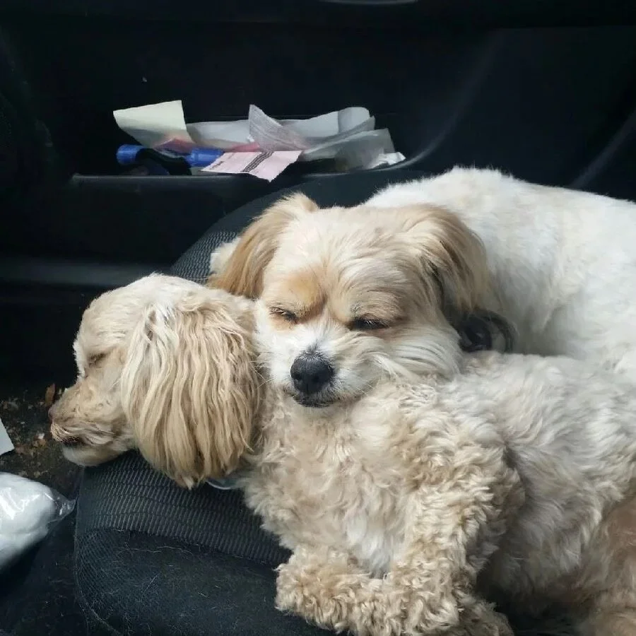 A small white dog resting her head on her sister, a small tan dog.