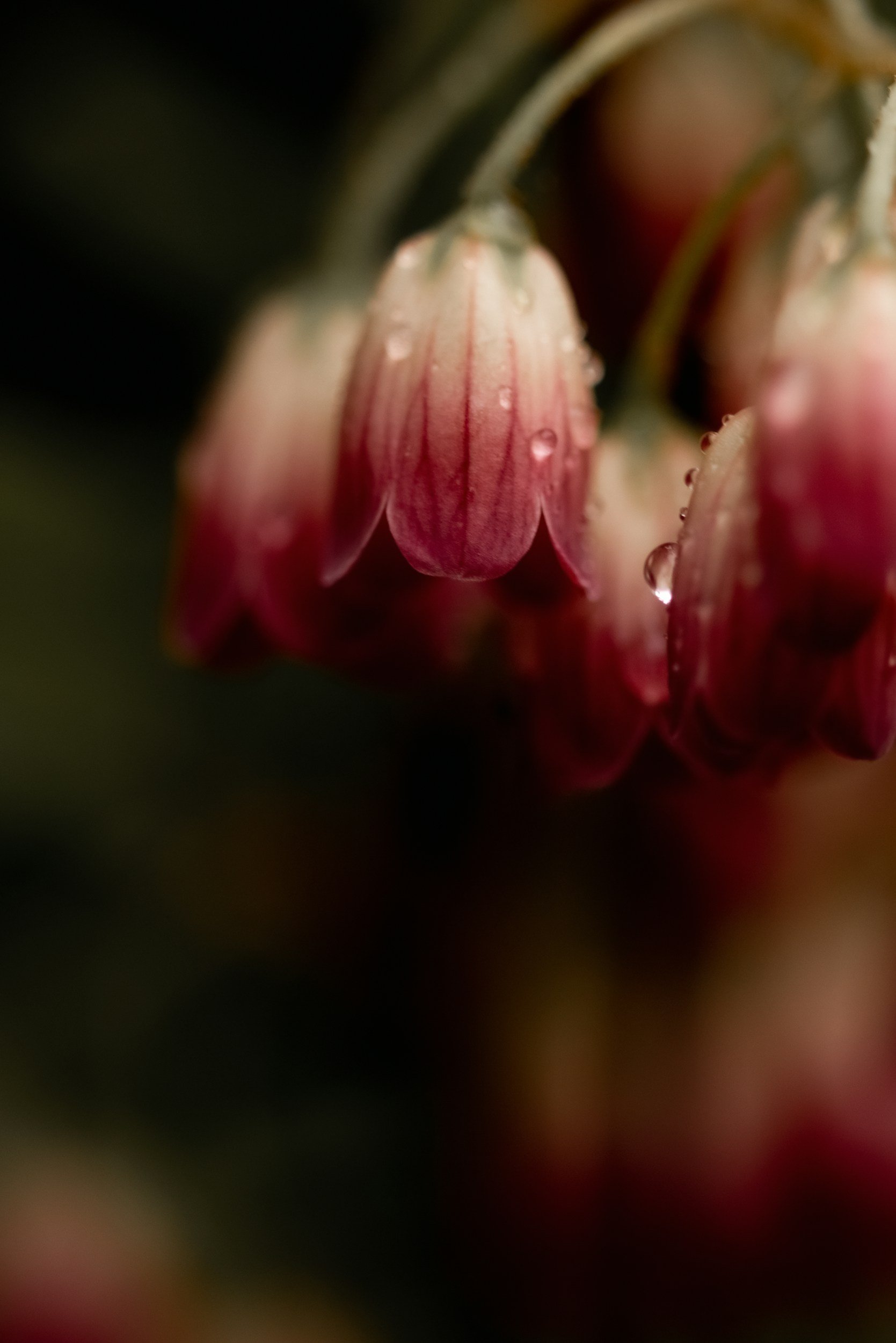 Close-up of a cluster of pink and white flowers with water droplets on the petals.