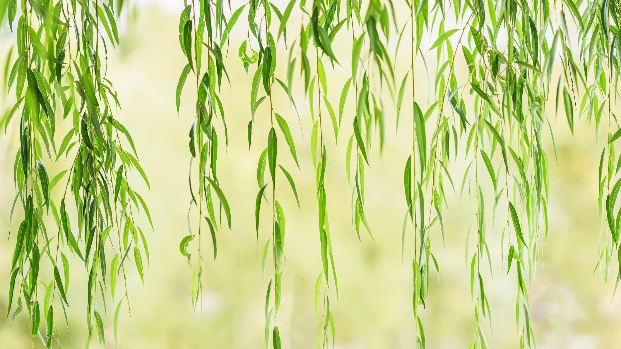 Close-up view of green willow tree branches with elongated leaves, hanging down against a soft, blurred background.