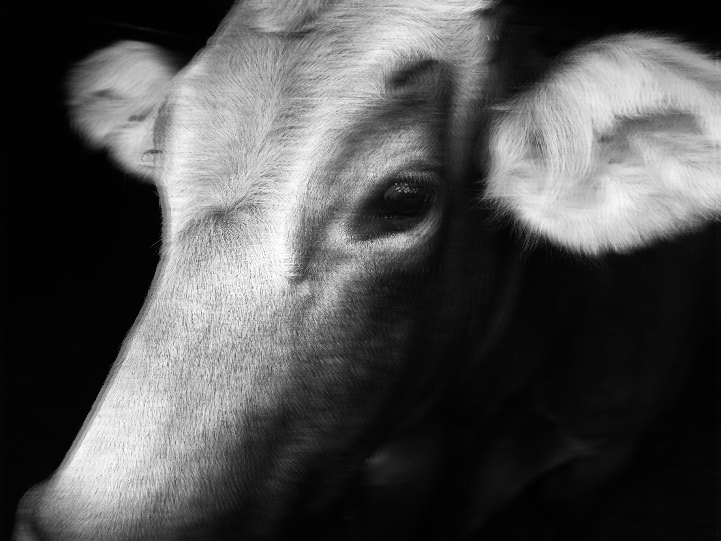 SAURE MILCH