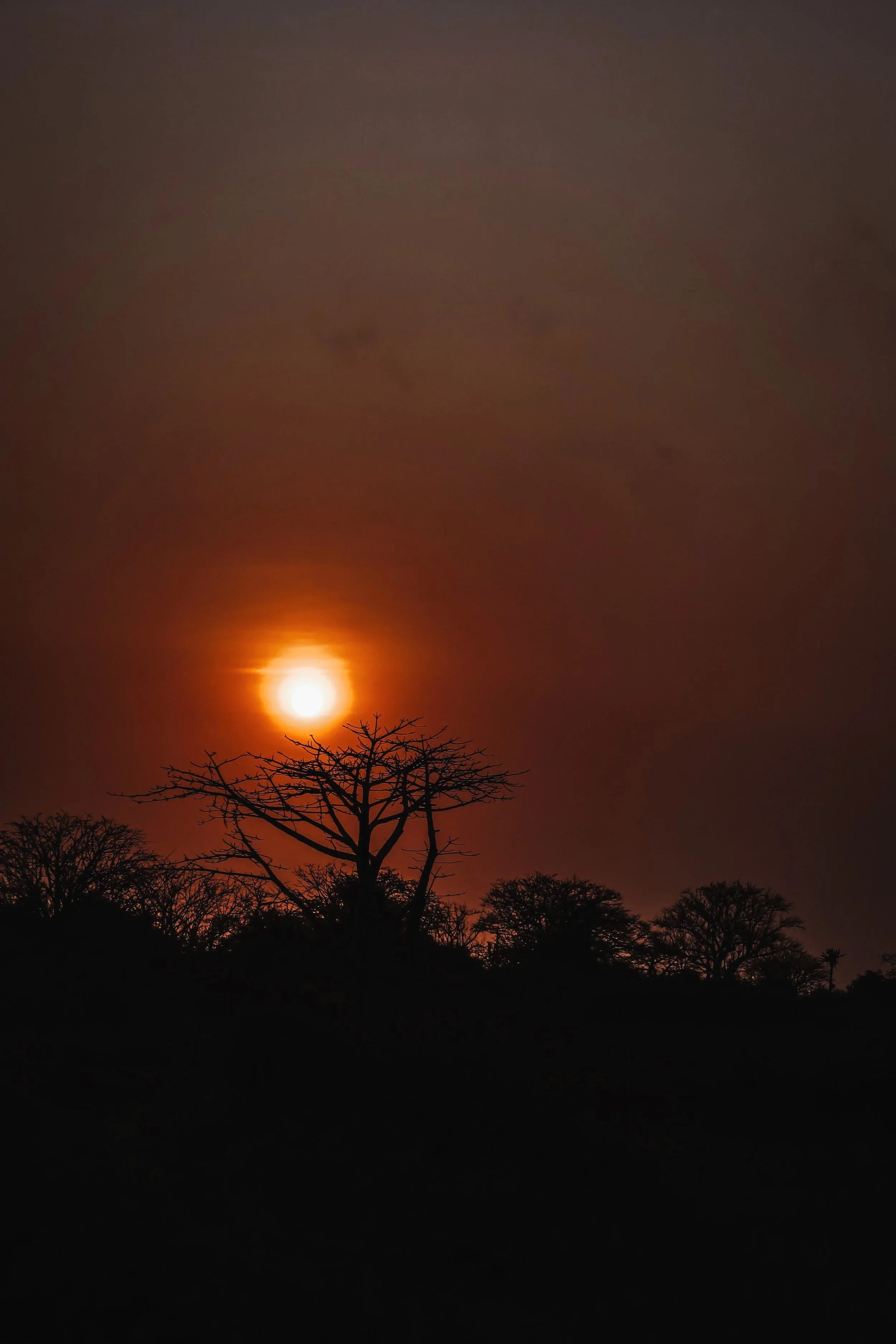 A sunset or sunrise scene with a large bright sun near the horizon, partially obscured by a tree with bare branches in the foreground and other silhouettes of trees in the background, under a dark sky.
