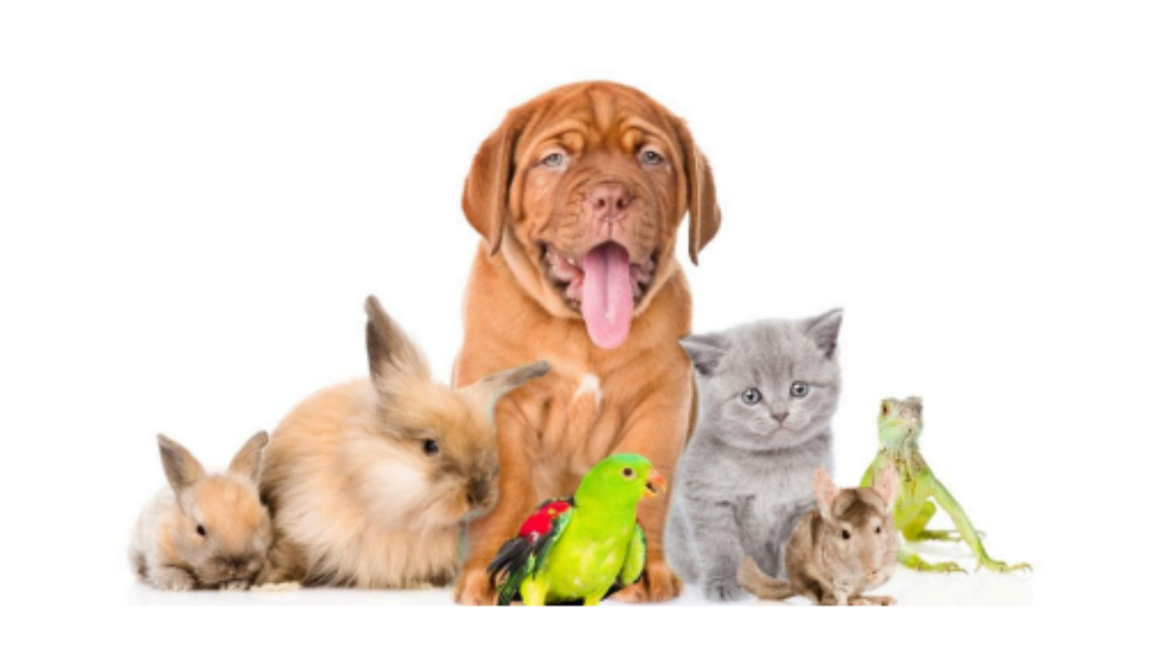 Why the Human-Animal Bond Is Important for Your Mental Health from a Michigan Therapist