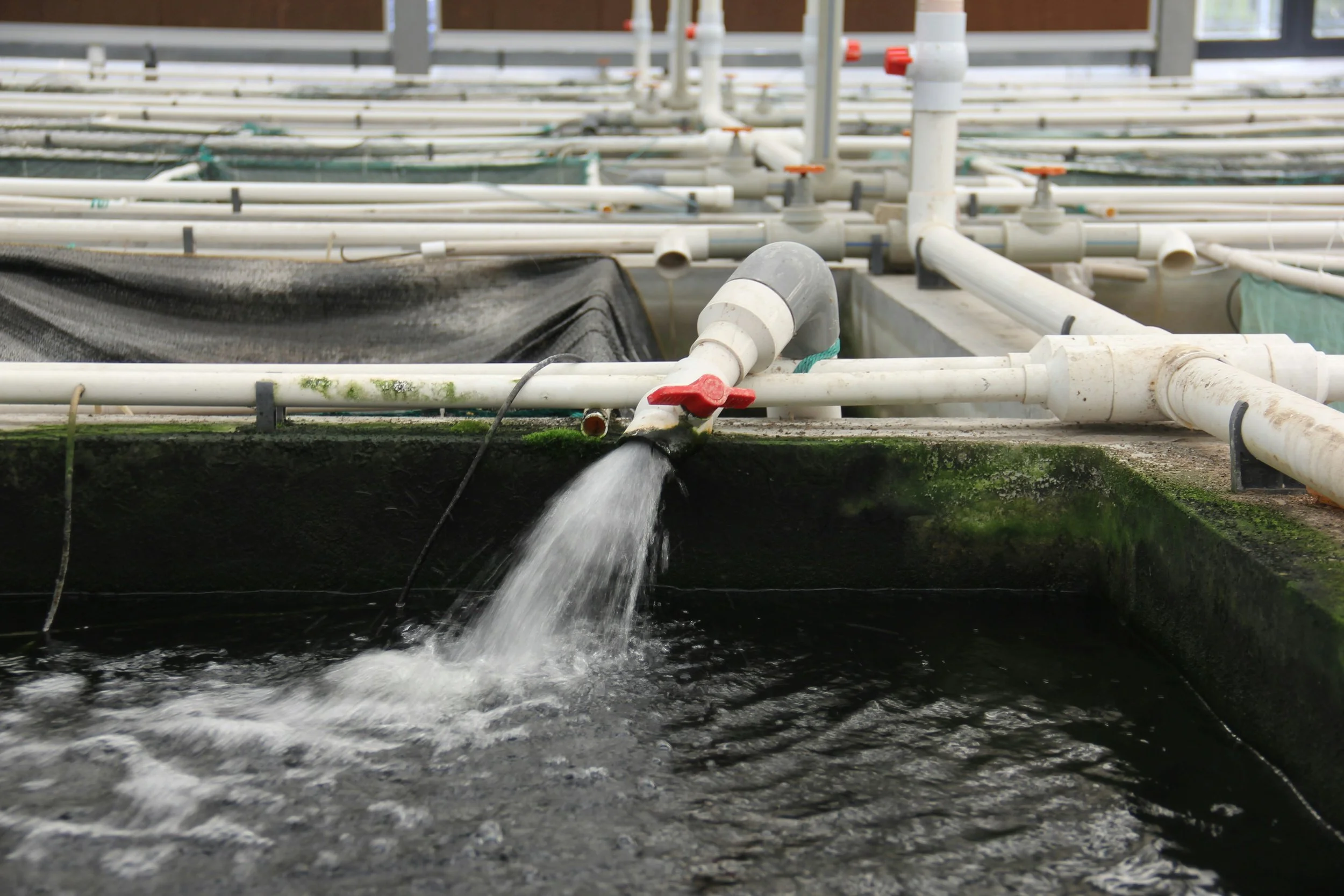 Water flowing from pipes into a dark pond or tank.