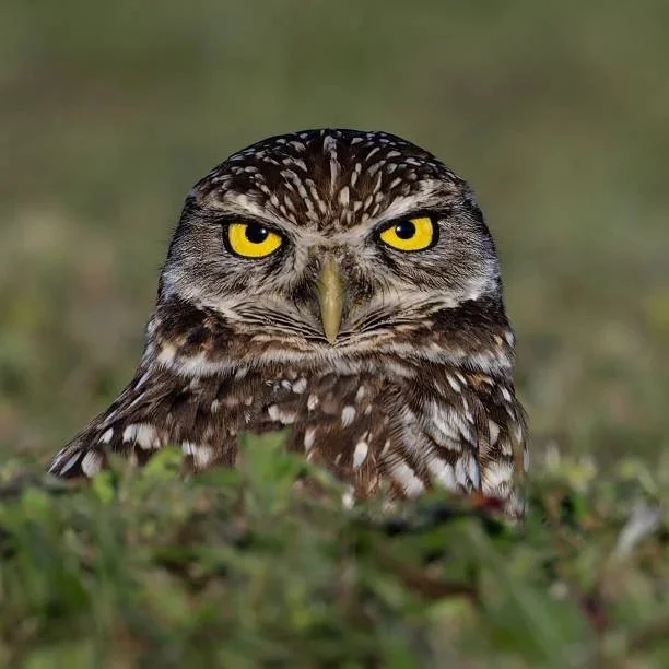 Close-up of an owl with intense yellow eyes and brown and white feathers, perched low among green grass.