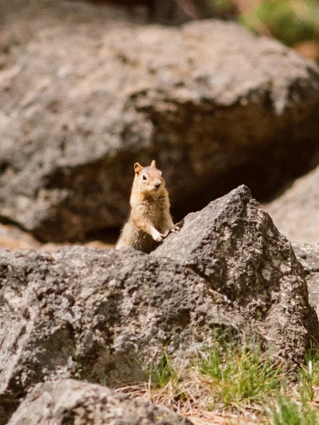 A small rodent standing upright among rocks and grass, with a rocky background.