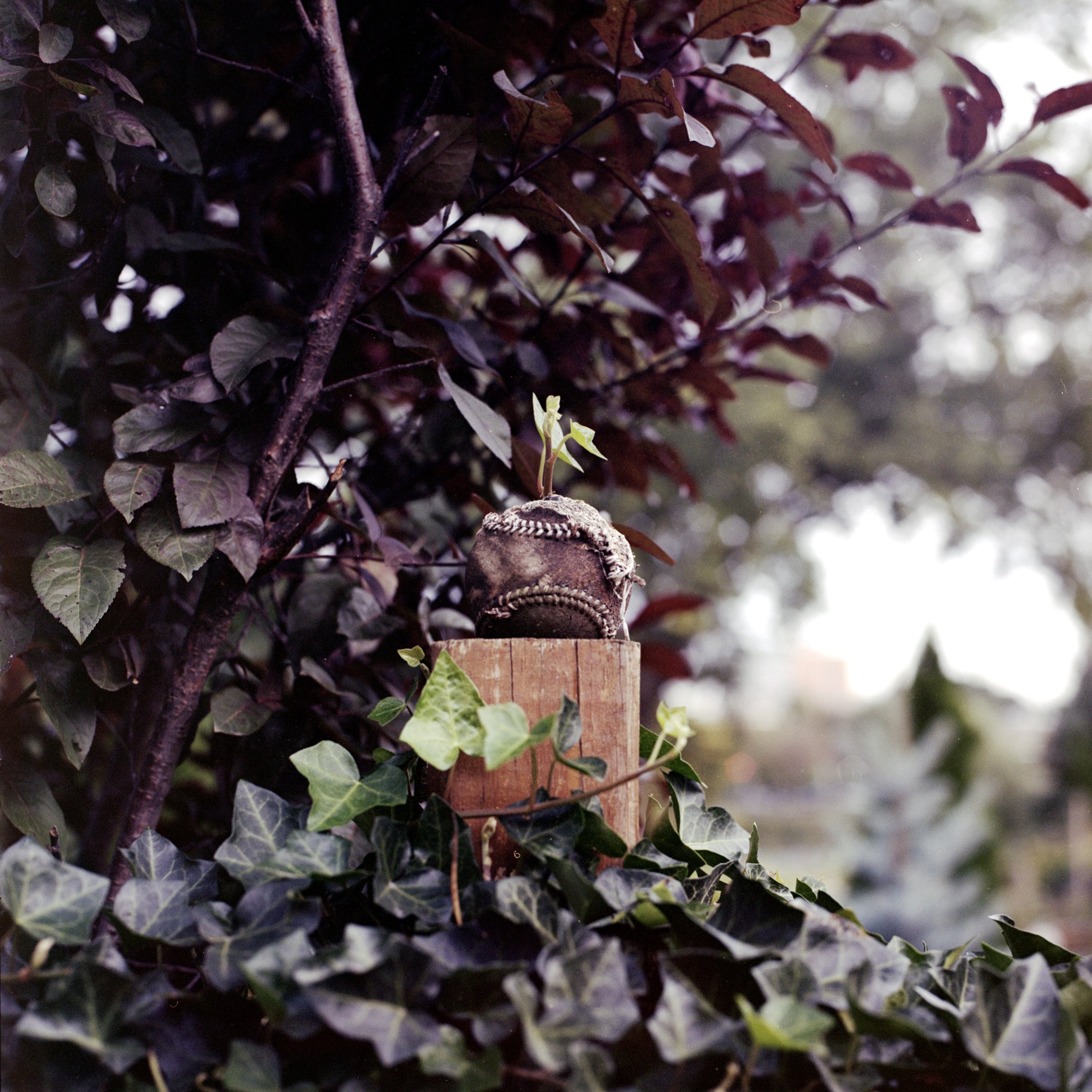 Close-up of leaves and branches with a small bird perched on one of the branches, surrounded by blurred foliage and light in the background.