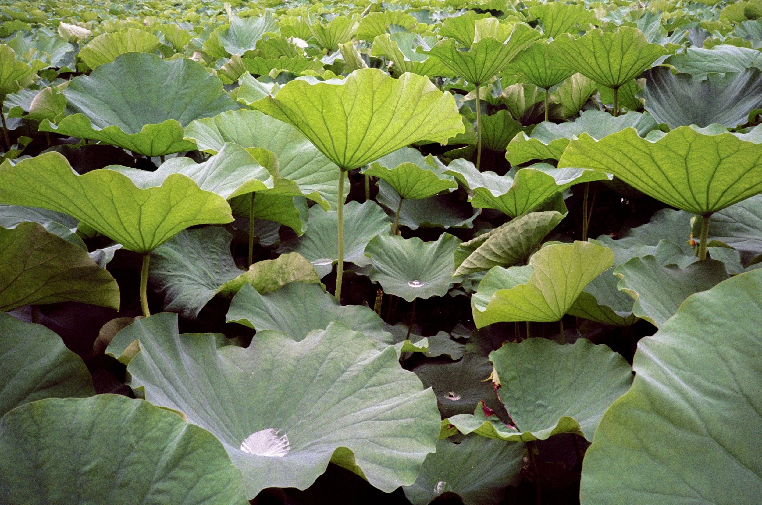 A large patch of green lotus leaves floating on water.