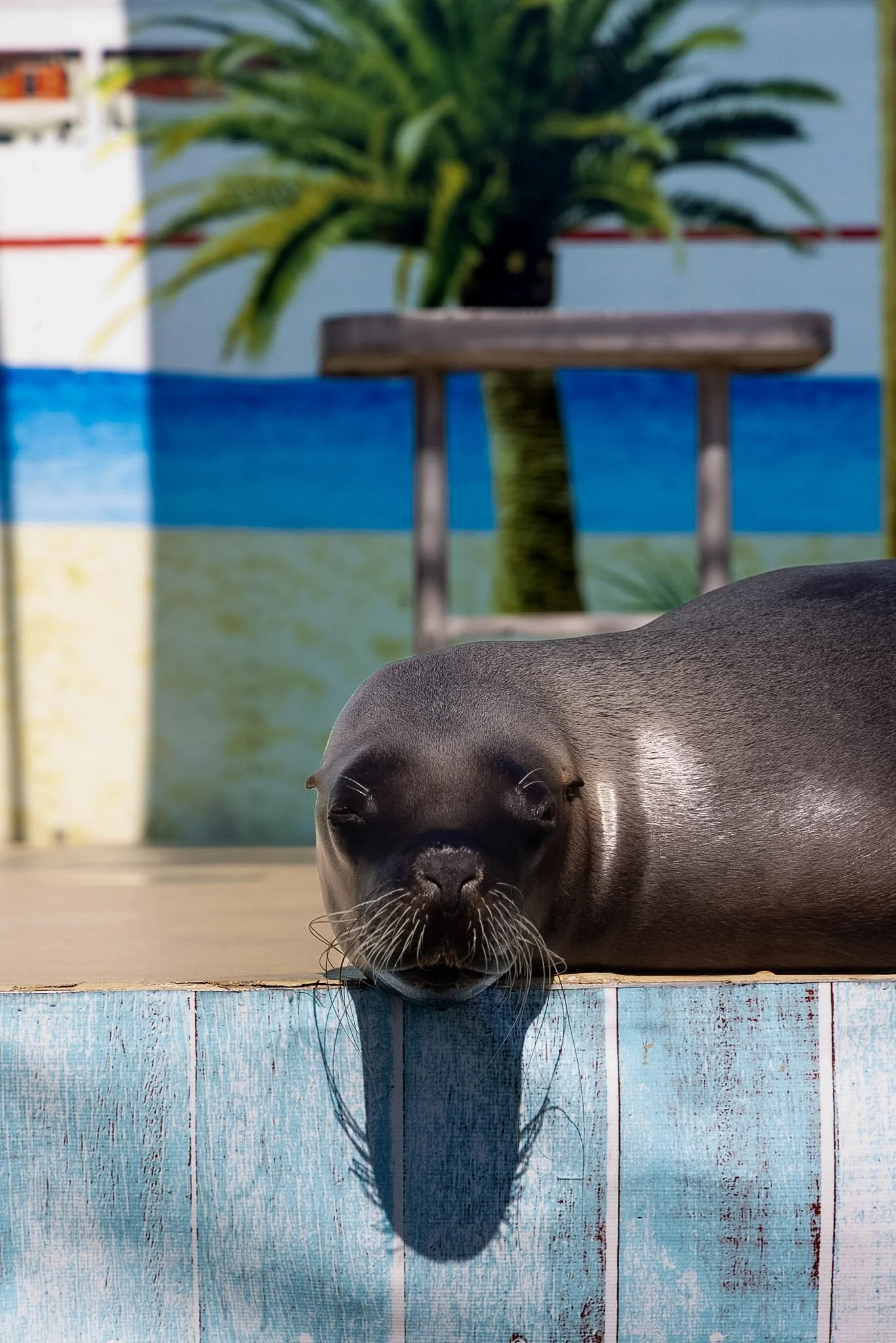 A puppy laying on a colorful wooden platform with a painted blue and white background, and a plant in a pot in the background.
