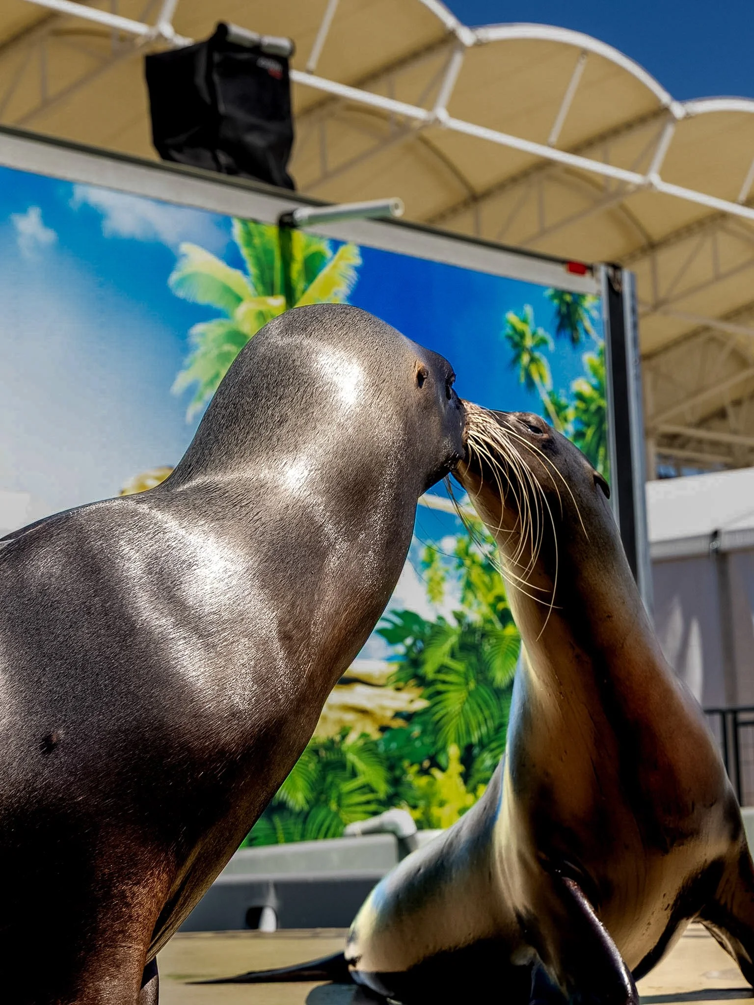 Close-up of two bronze sea lions sculptures interacting with each other, with a background of tropical foliage and a blue sky.