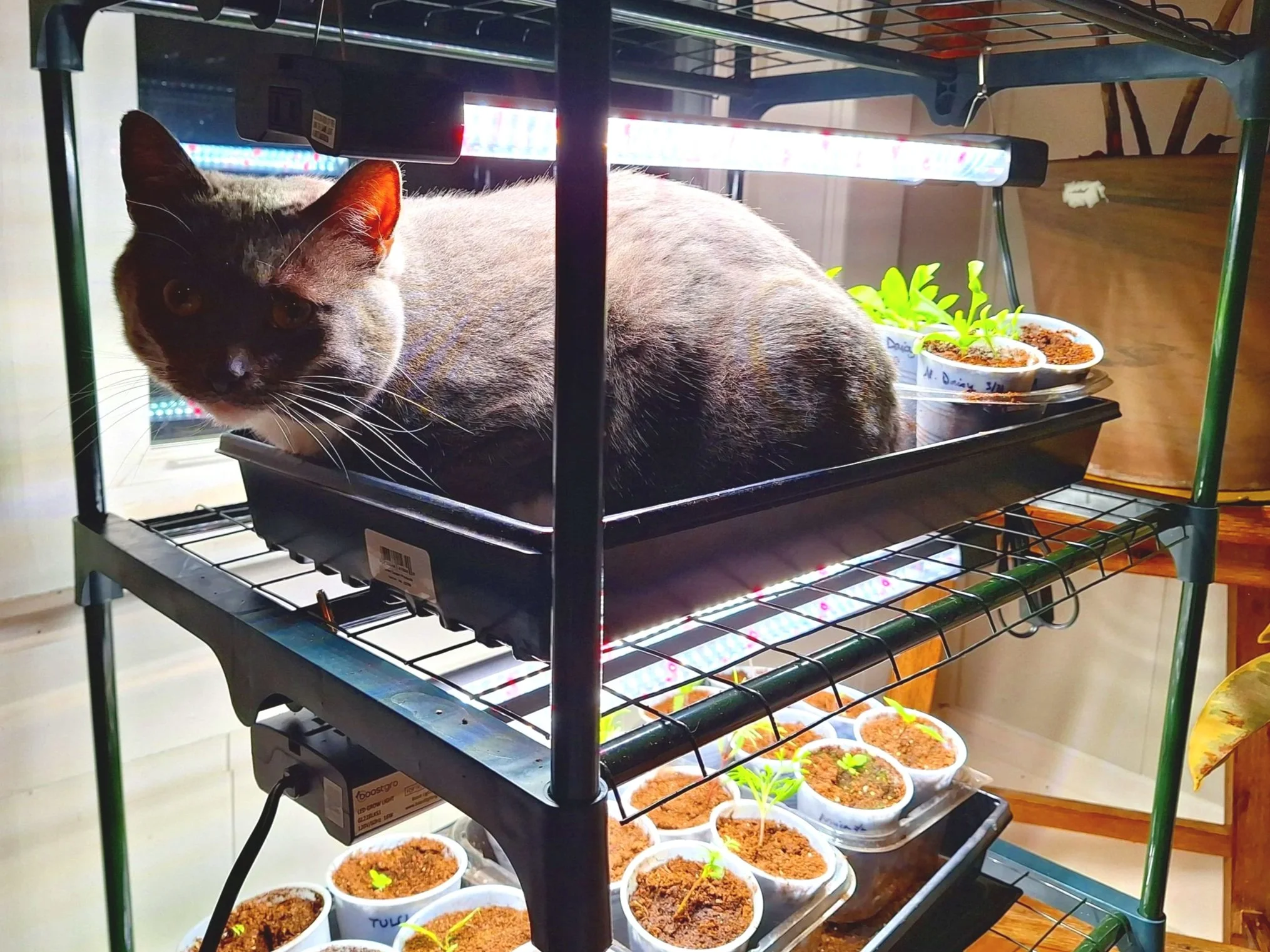 A grey and white tuxedo cat sitting in a tray of herb plant starts under a grow light