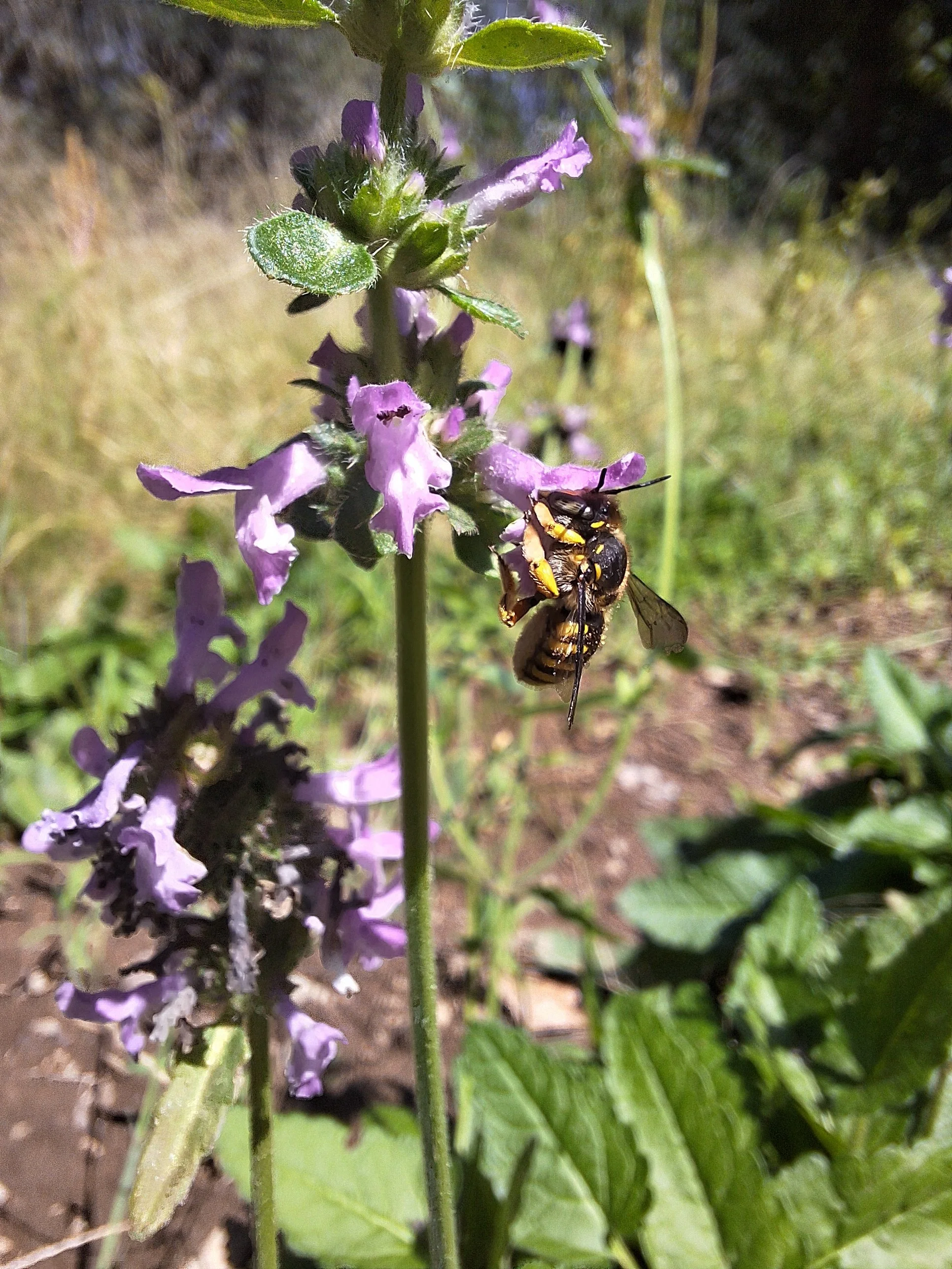 A bee collecting pollen from a Wood Betony (Betonica officinalis) flower.