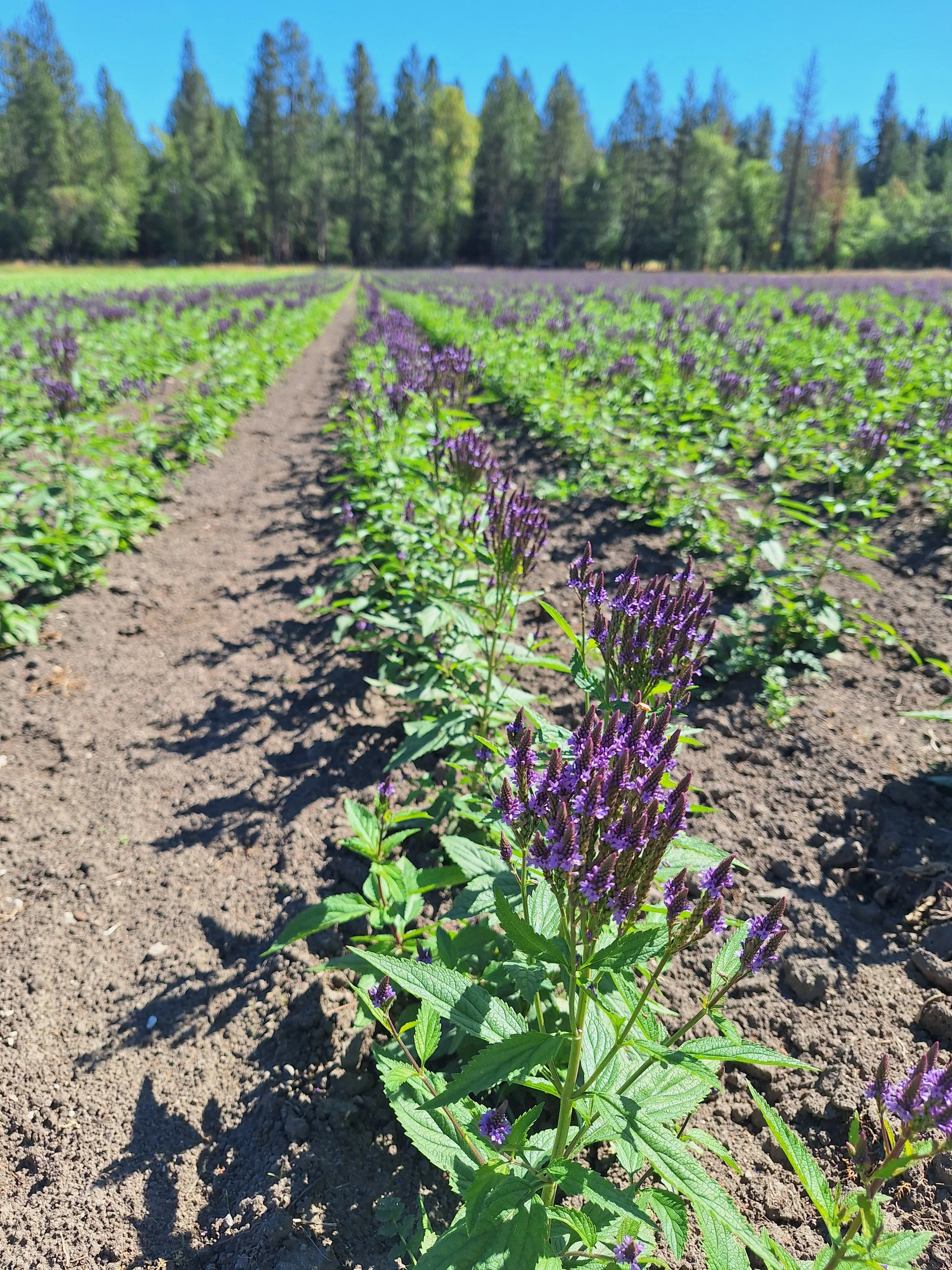 Rows of blue vervain (Verbena hastata) in a farm field with trees in the distance and a blue sky