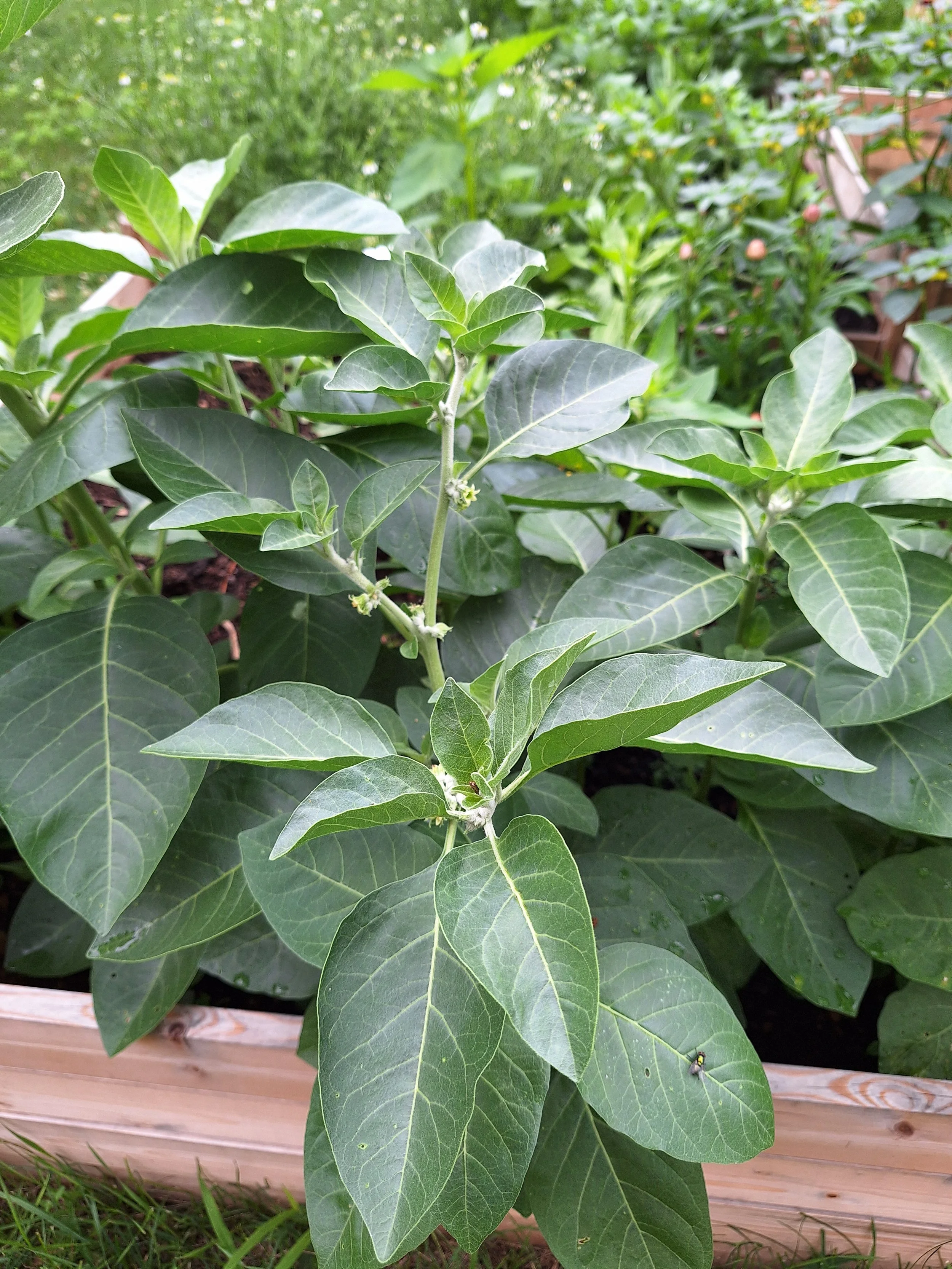Ashwaganda plant